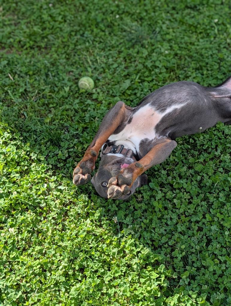 Connor, a Adoptable mixed breed in Greenfield, IN image 4/6
