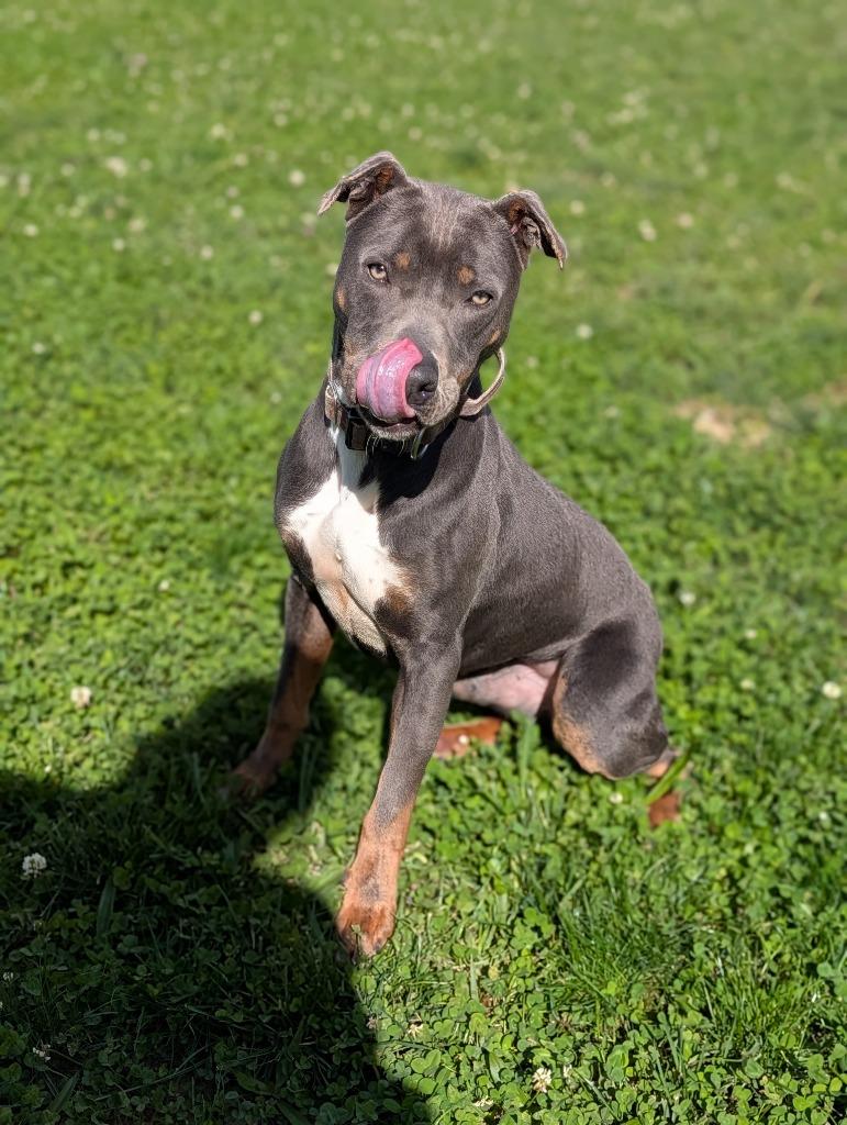 Connor, a Adoptable mixed breed in Greenfield, IN image 5/6