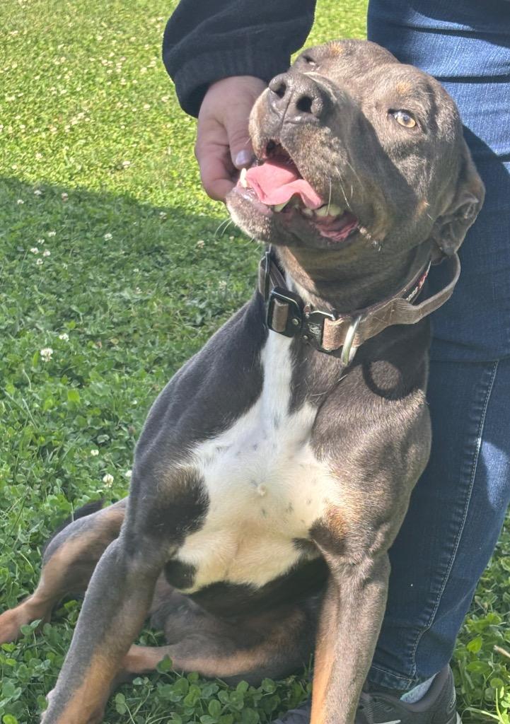 Connor, a Adoptable mixed breed in Greenfield, IN image 6/6