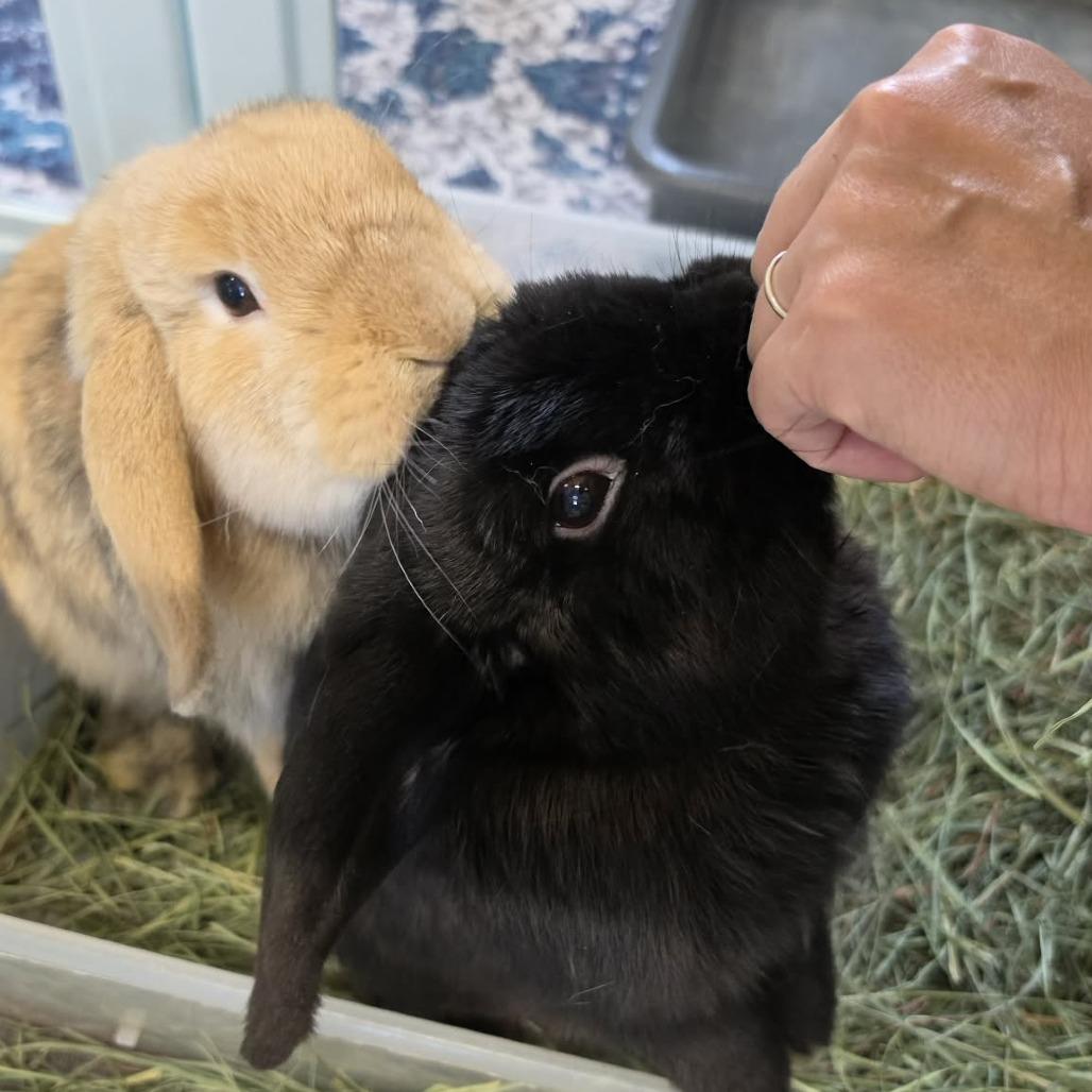Bean (Bonded to Bo), Adoptable, Young Male Holland Lop.