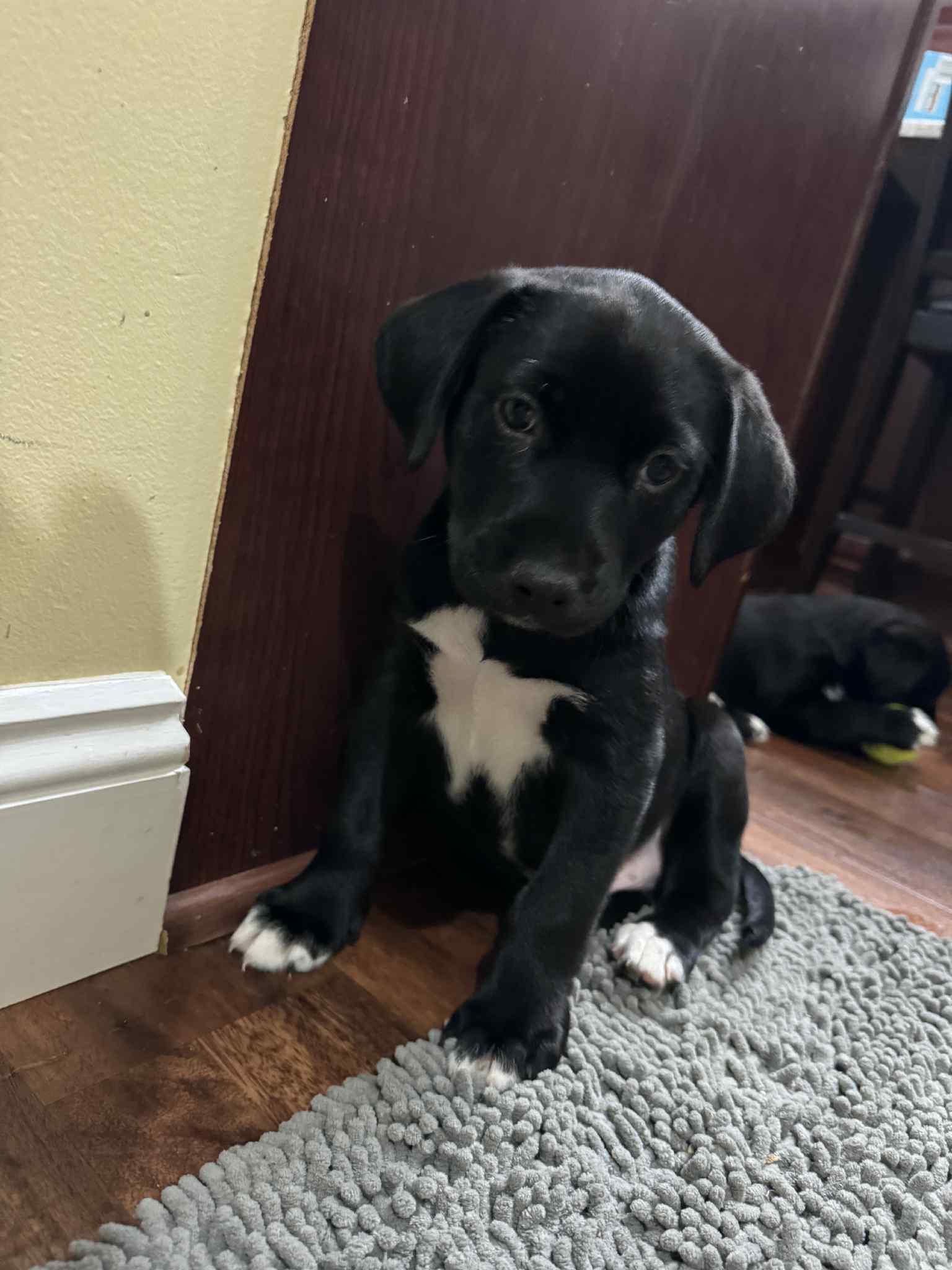 Walter, a Adoptable mixed breed in Mechanicsburg, PA image 1/3