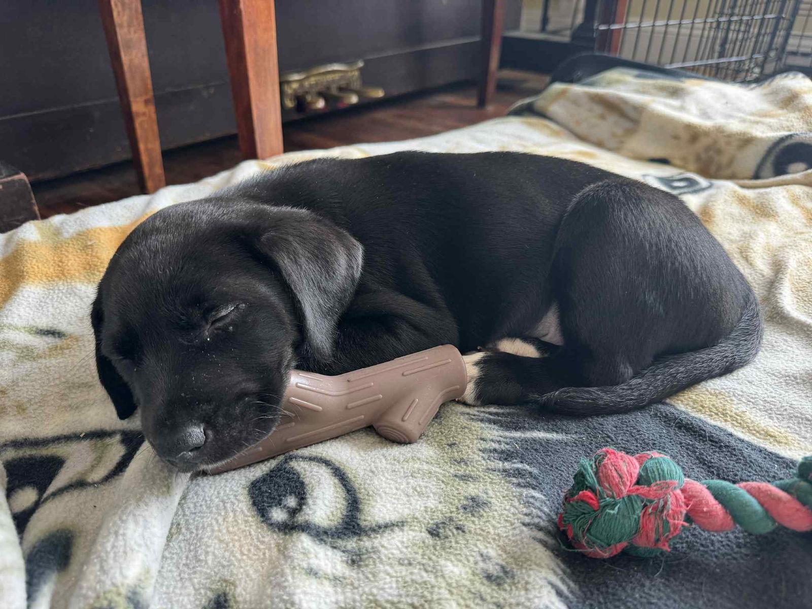 Walter, a Adoptable mixed breed in Mechanicsburg, PA image 2/3