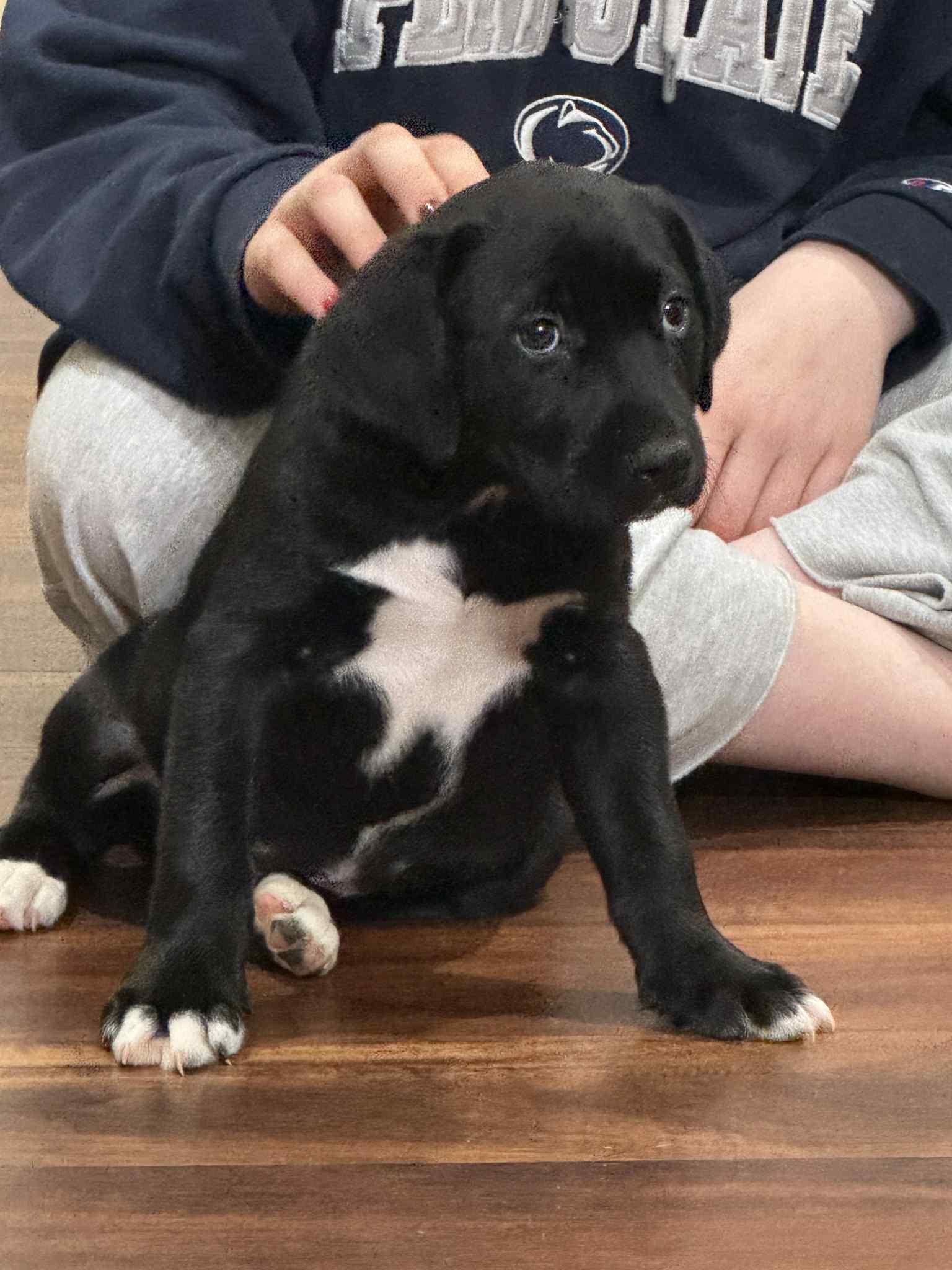 Walter, a Adoptable mixed breed in Mechanicsburg, PA image 3/3