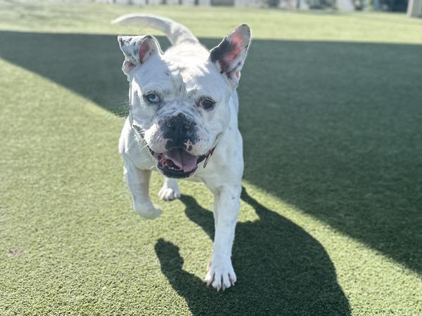 Enlarge WANDA, a Adoptable mixed breed in Martinez, CA image 1/1