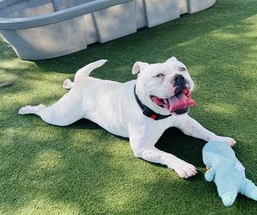 WANDA, Adoptable, Adult Female English Bulldog & Pit Bull Terrier.