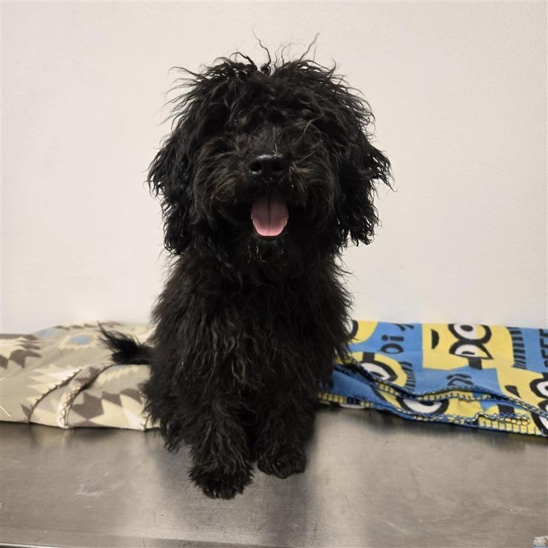 Enlarge Betsy, a Adopted mixed breed in Red Oak, TX image 1/1