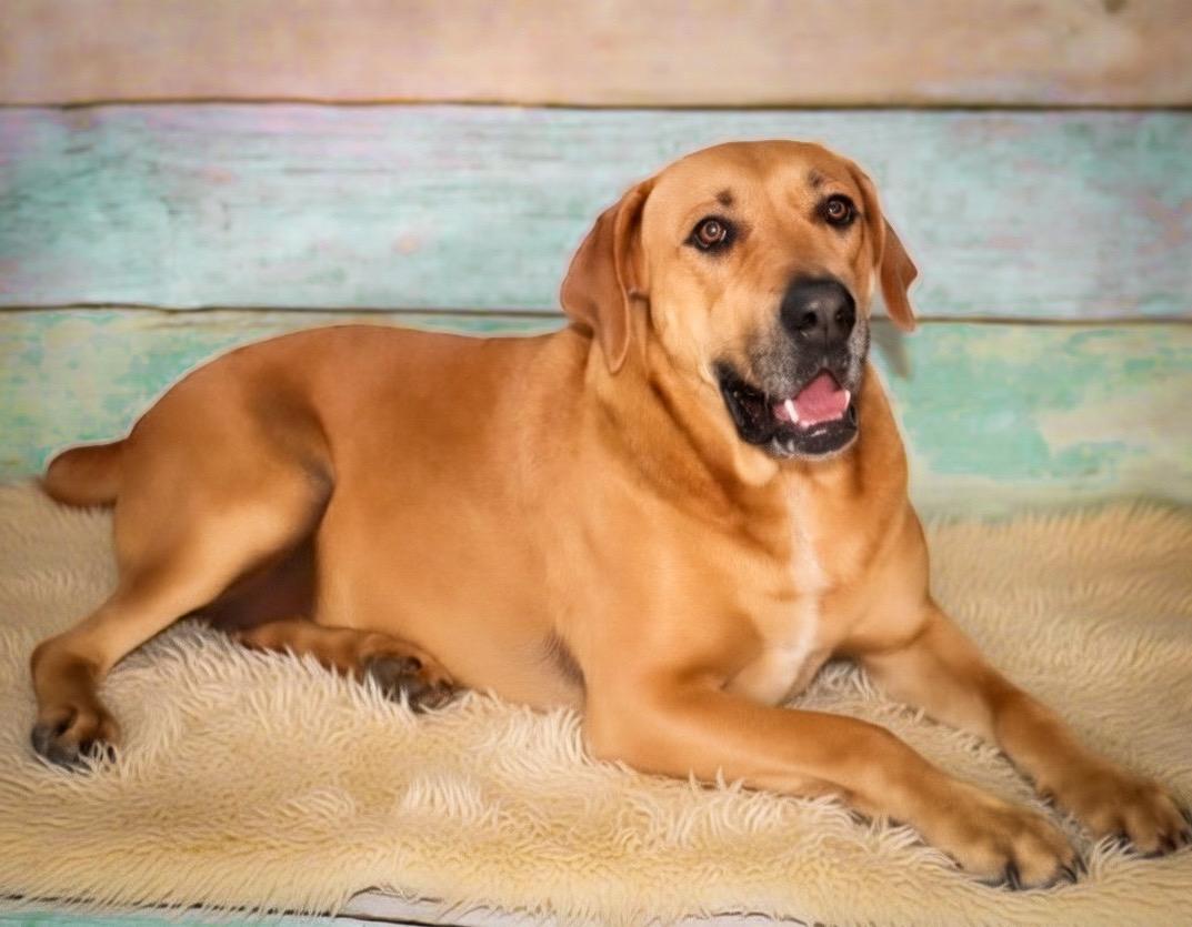 Enlarge Honey, a Adoptable mixed breed in Chelsea, OK image 2/2