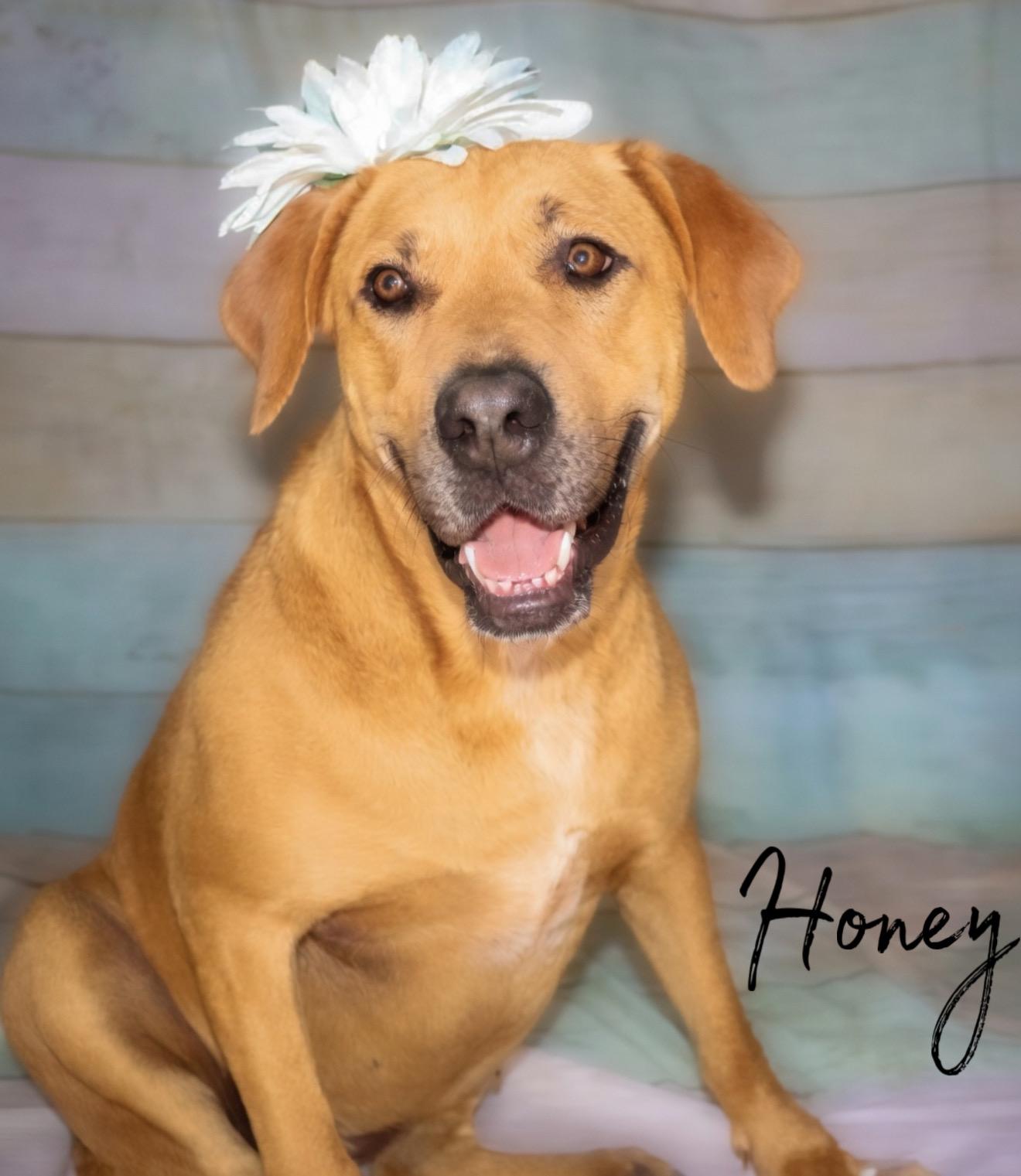 Honey, Adoptable, Adult Female Hound.