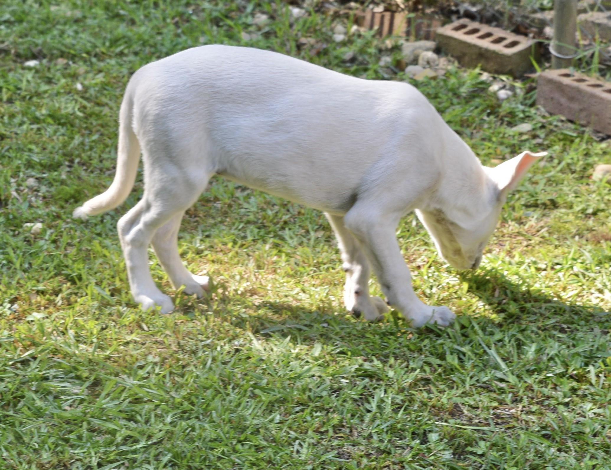 Blanca