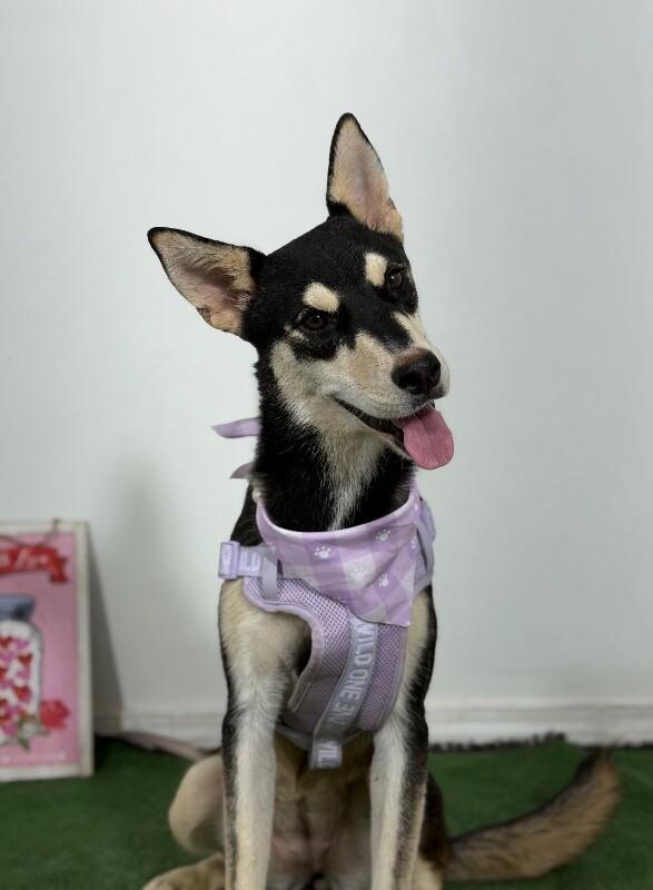 Nova-One of our Amazing Rescue Dogs, ADOPTABLE, Puppy • Female, Australian Kelpie & Husky.