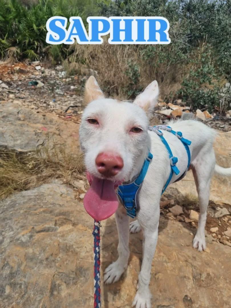 Saphir, ADOPTABLE, Young Male Portuguese Podengo.