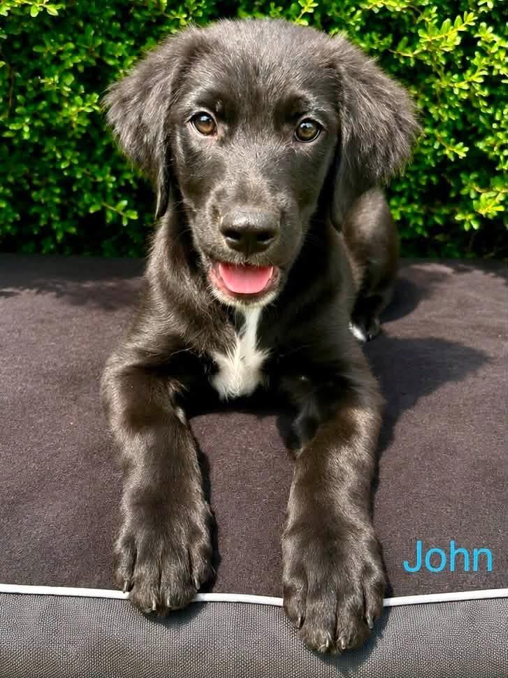 John - Beatles Litter, adopted, Puppy Male Retriever & Great Pyrenees.