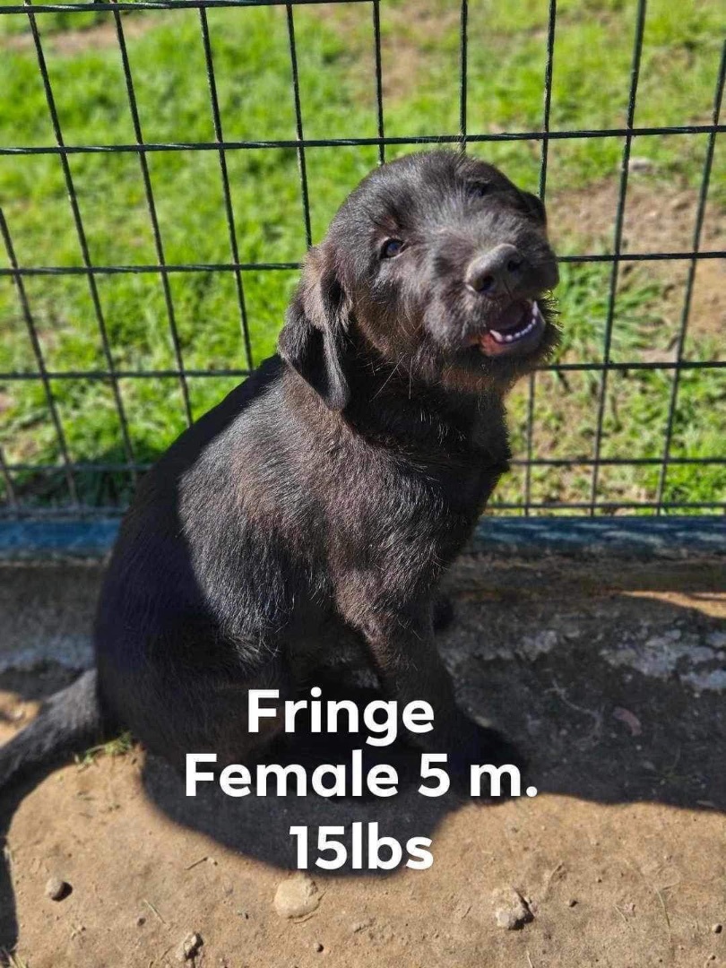 Fringe, an adopted Mixed Breed in Cedar Rapids, IA_image-1