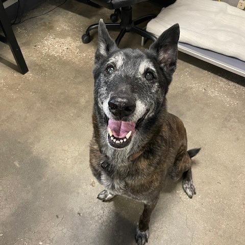 Gramps, a ADOPTABLE Shepherd in Grass Valley, CA image 1/6