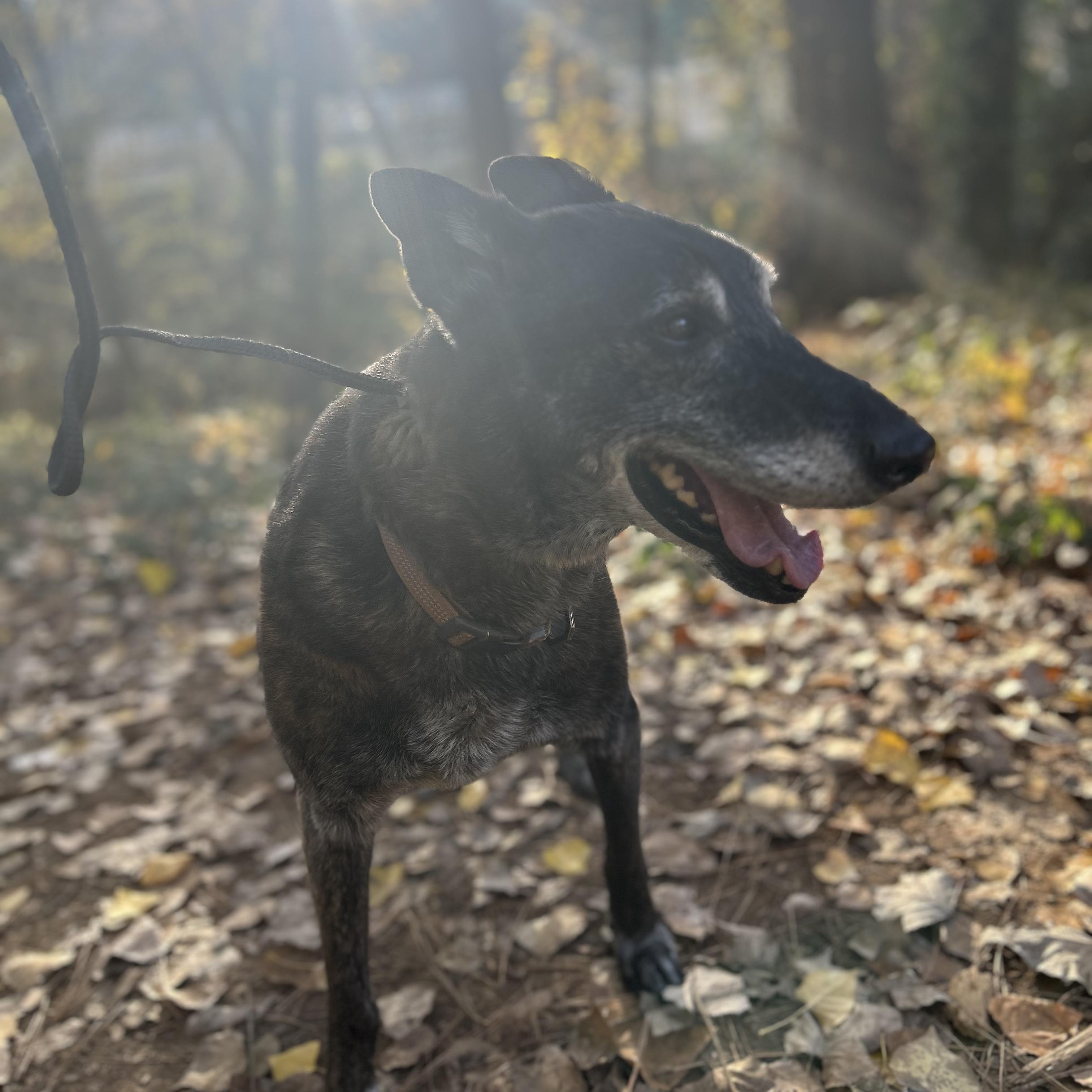 Gramps, a ADOPTABLE Shepherd in Grass Valley, CA image 2/6