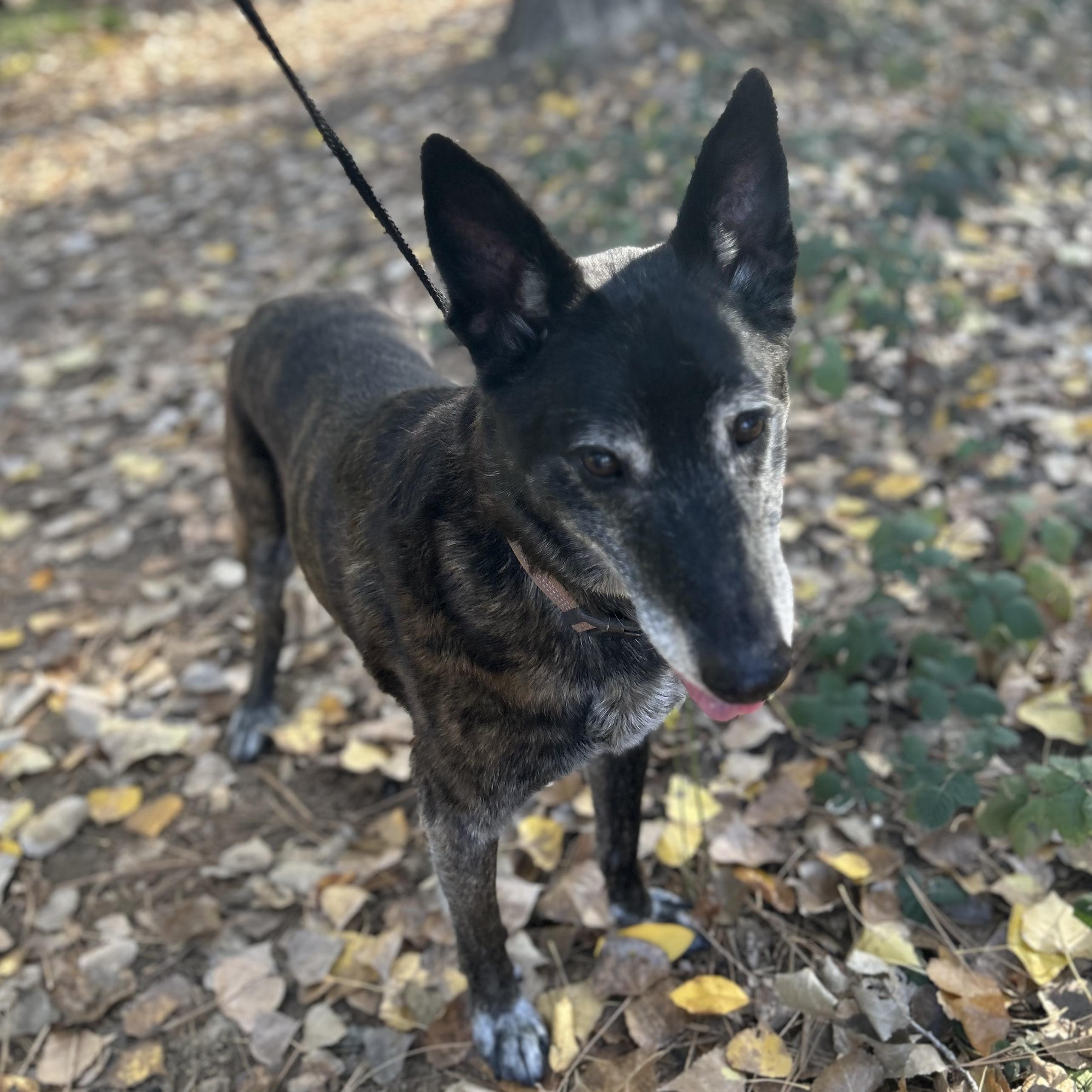 Gramps, a ADOPTABLE Shepherd in Grass Valley, CA image 3/6