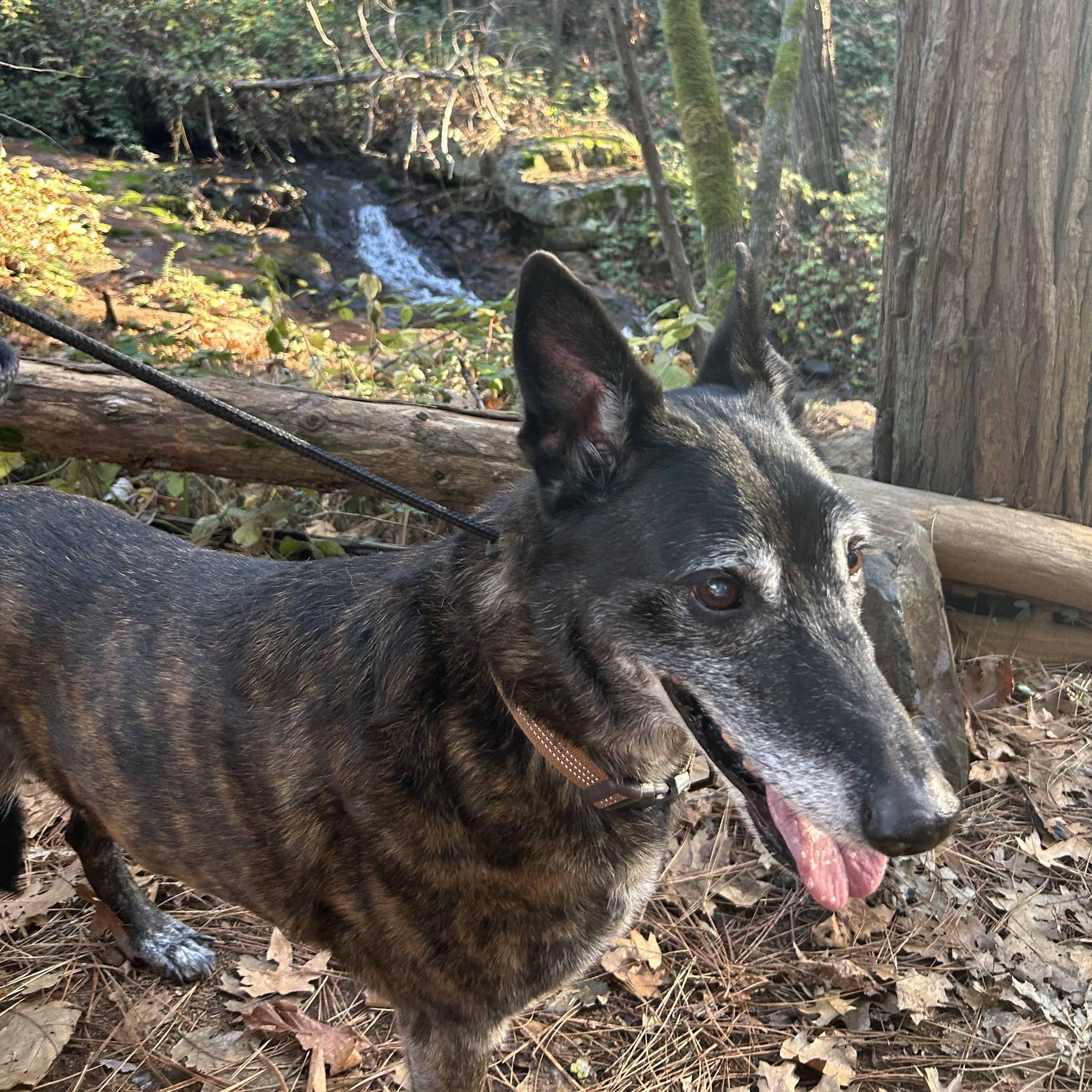 Gramps, a ADOPTABLE Shepherd in Grass Valley, CA image 4/6