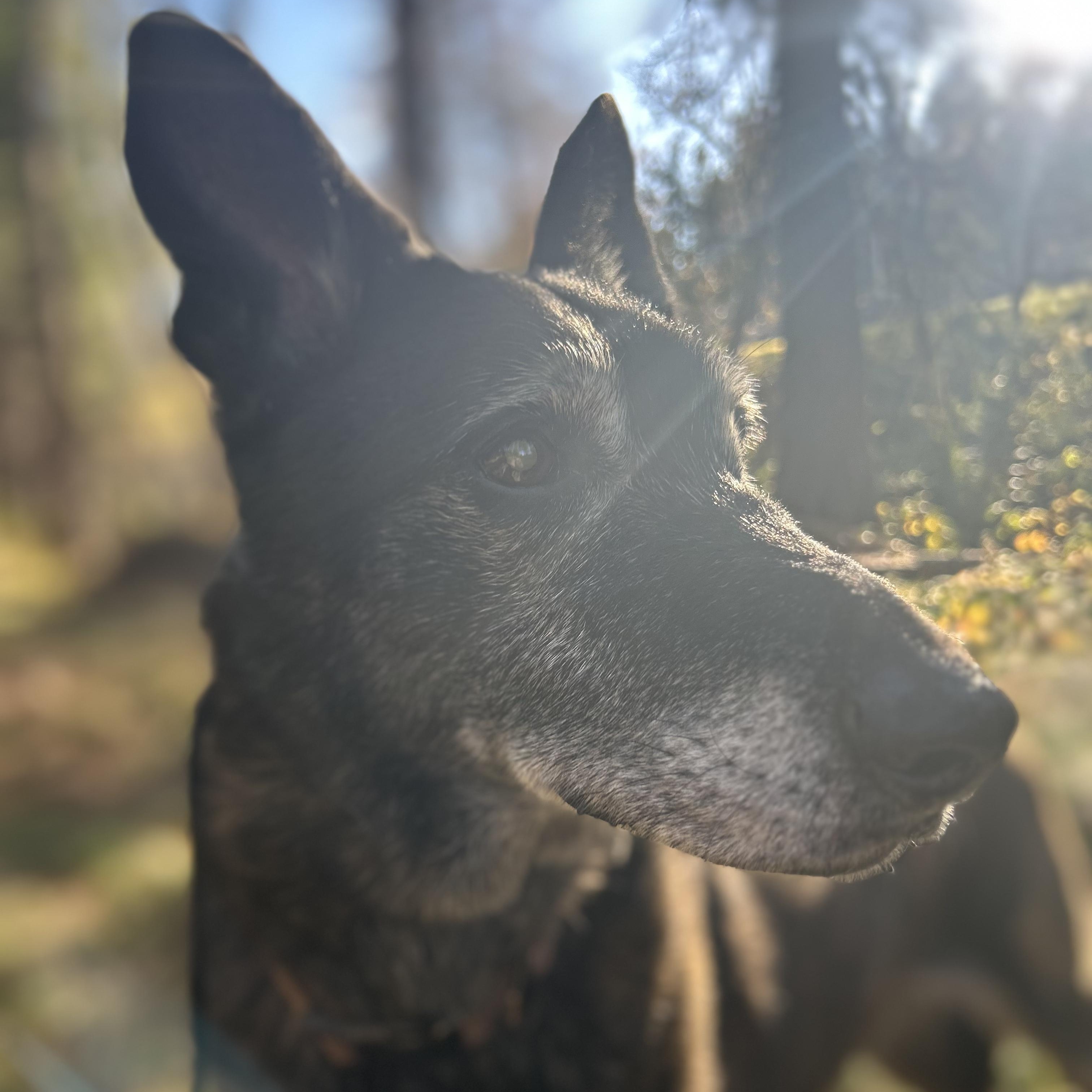 Gramps, a ADOPTABLE Shepherd in Grass Valley, CA image 5/6