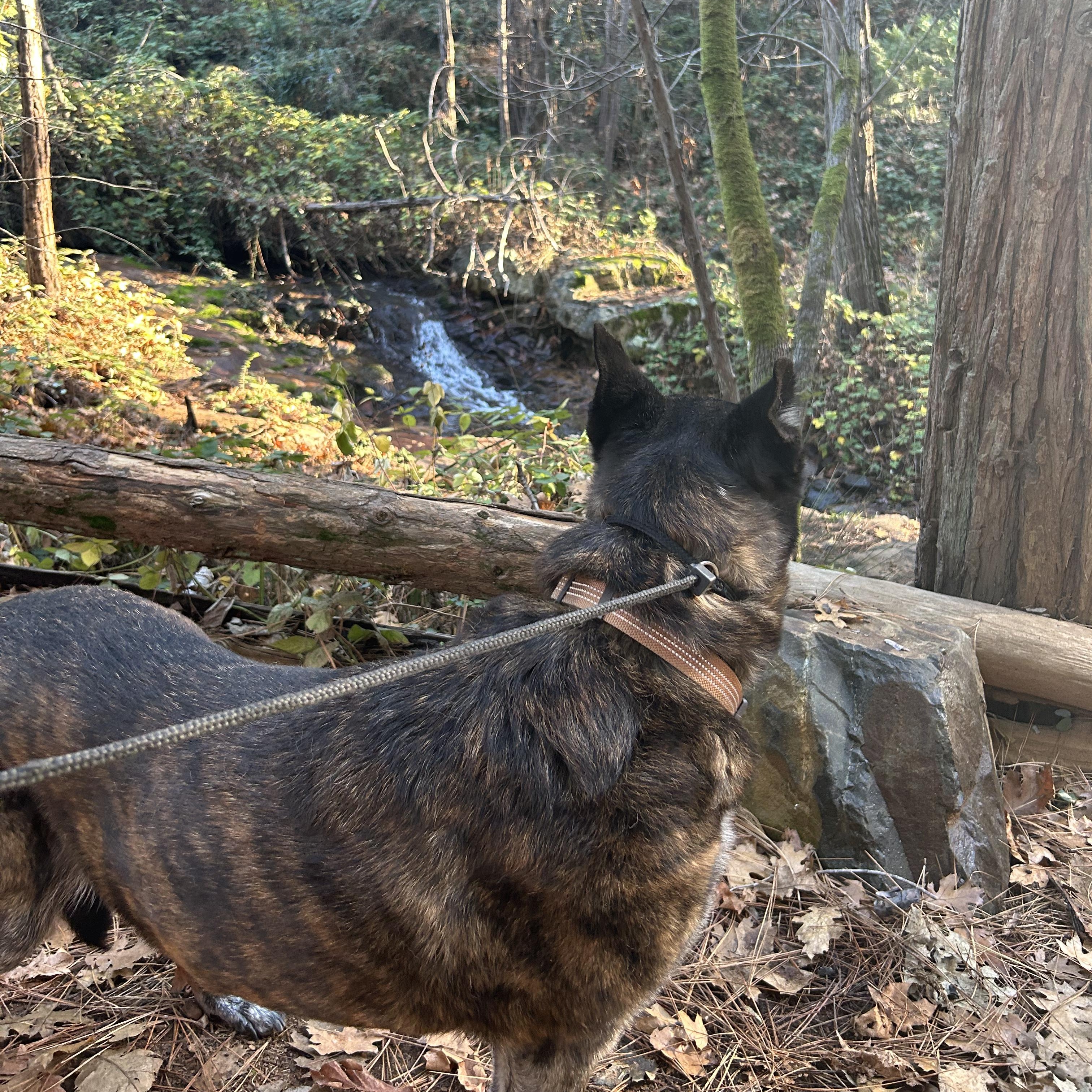 Gramps, a ADOPTABLE Shepherd in Grass Valley, CA image 6/6