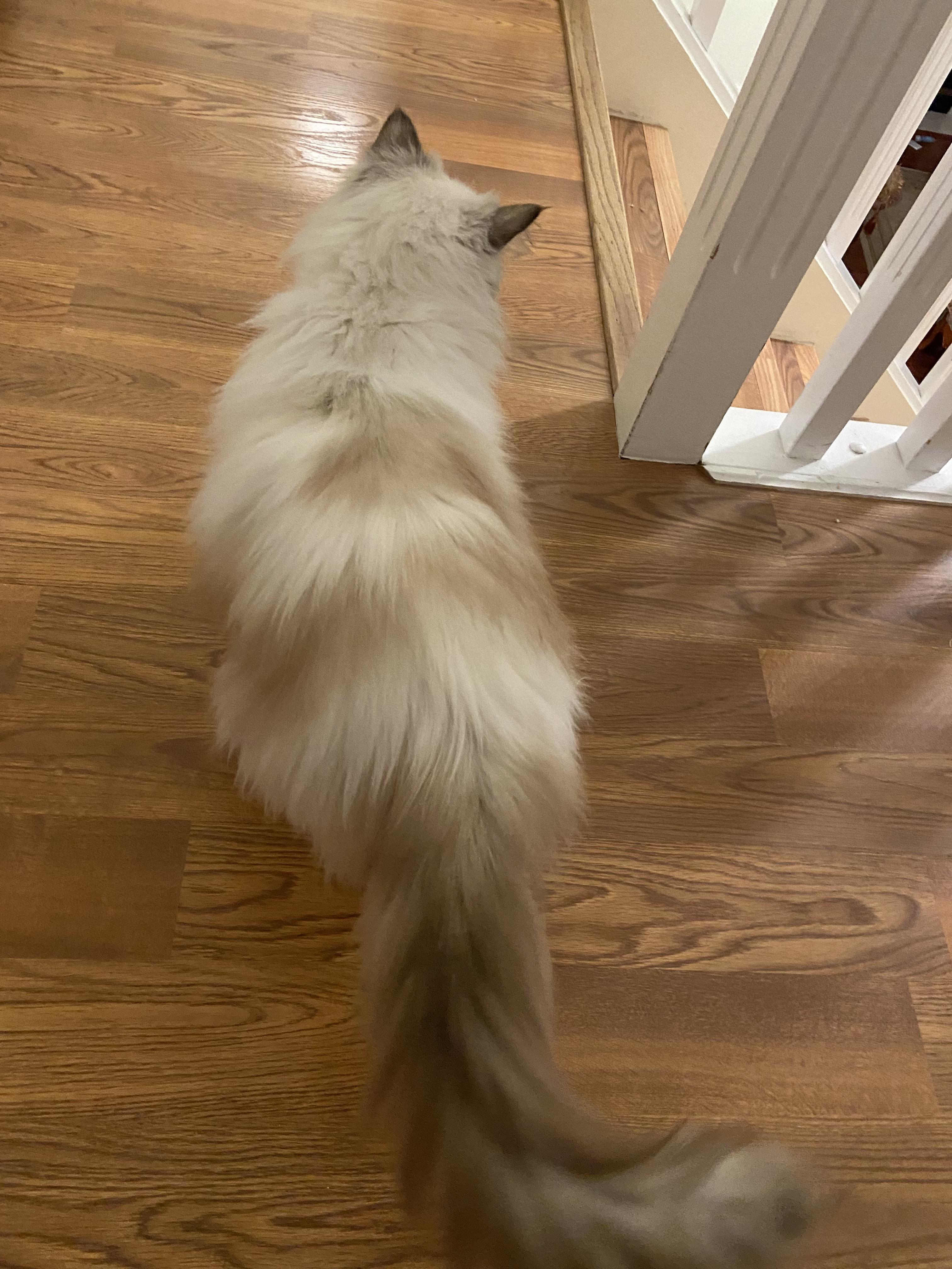 Mina, ADOPTABLE, Adult Female Ragdoll.