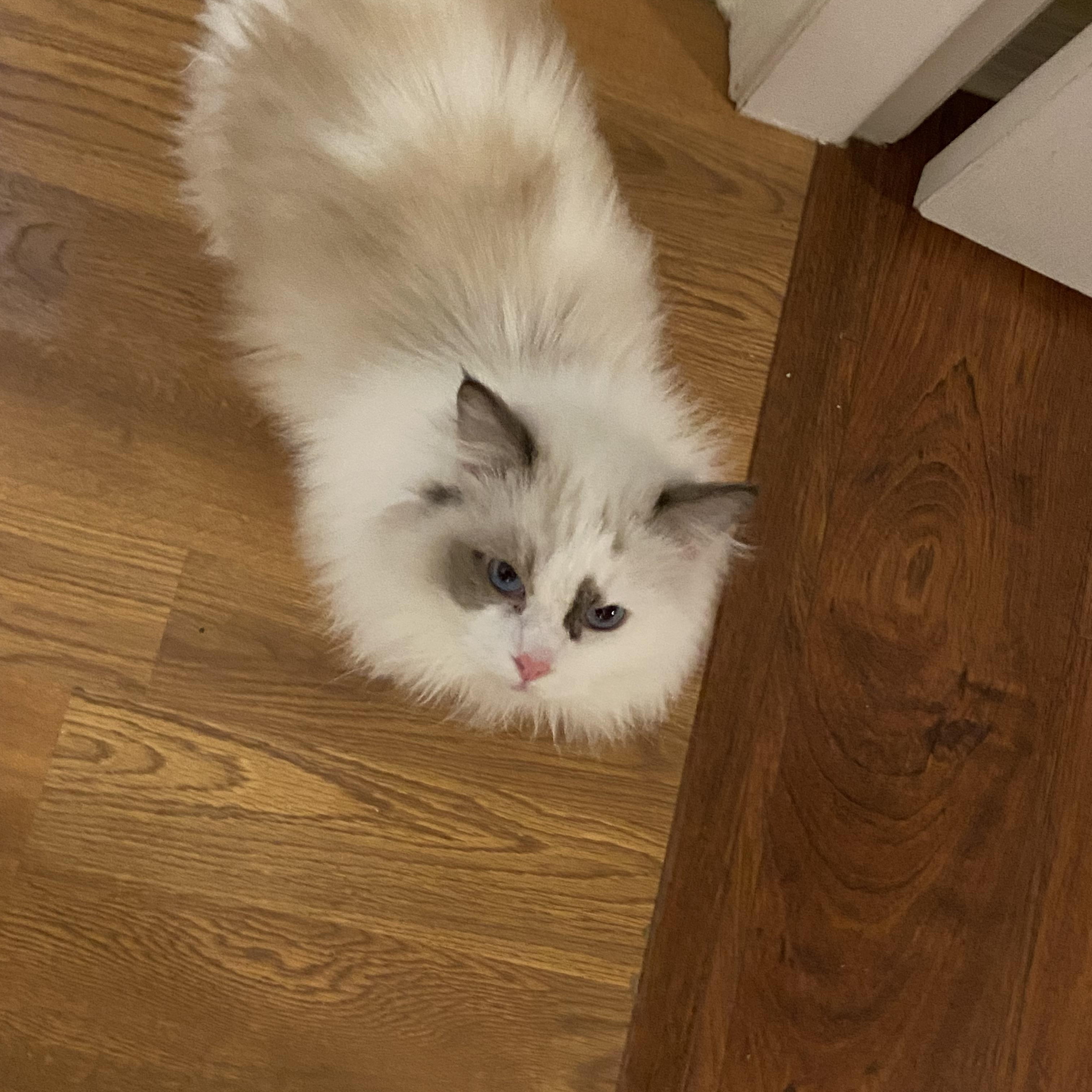 Mina, a ADOPTABLE Ragdoll in Surrey, BC image 2/6