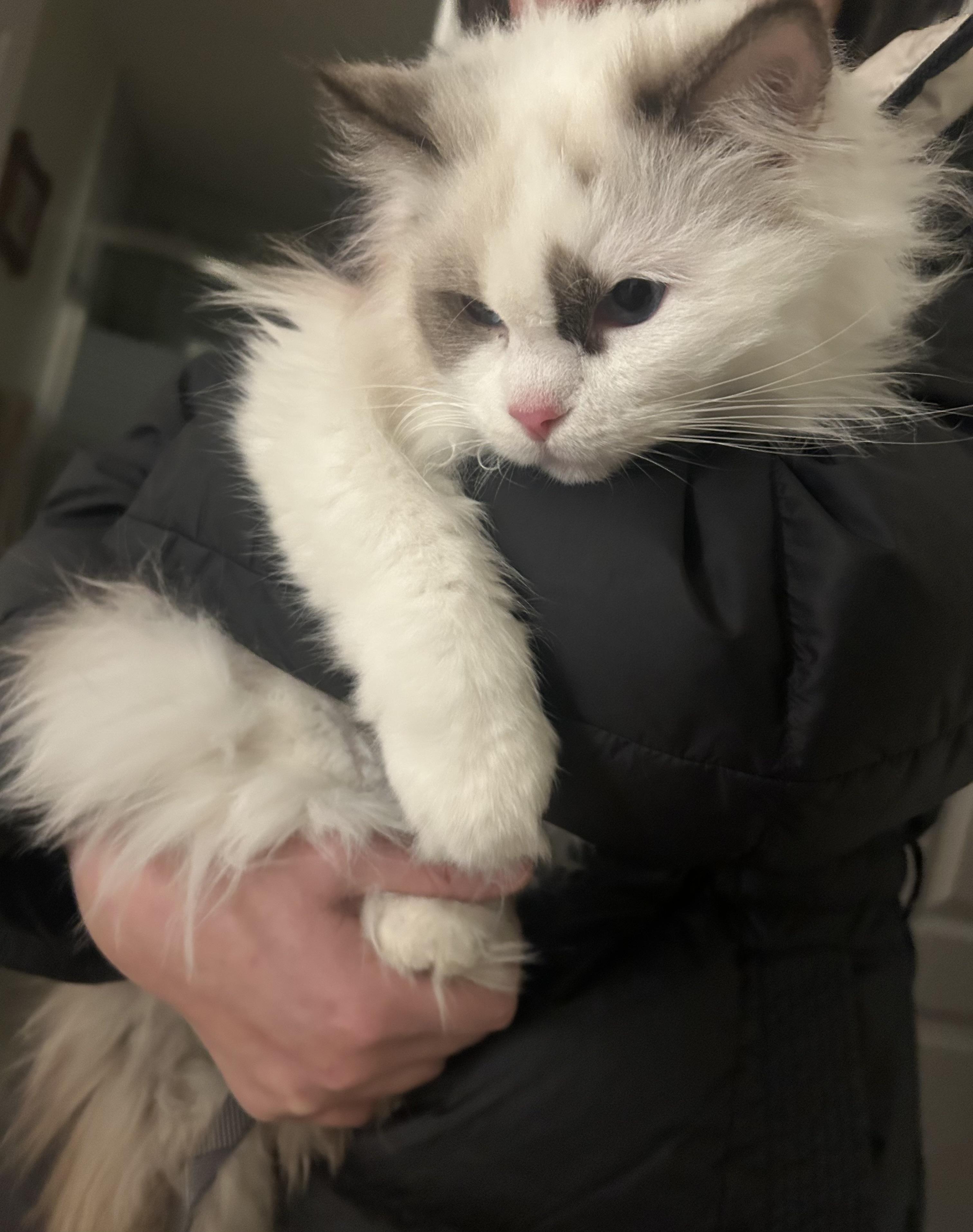 Mina, a ADOPTABLE Ragdoll in Surrey, BC image 3/6