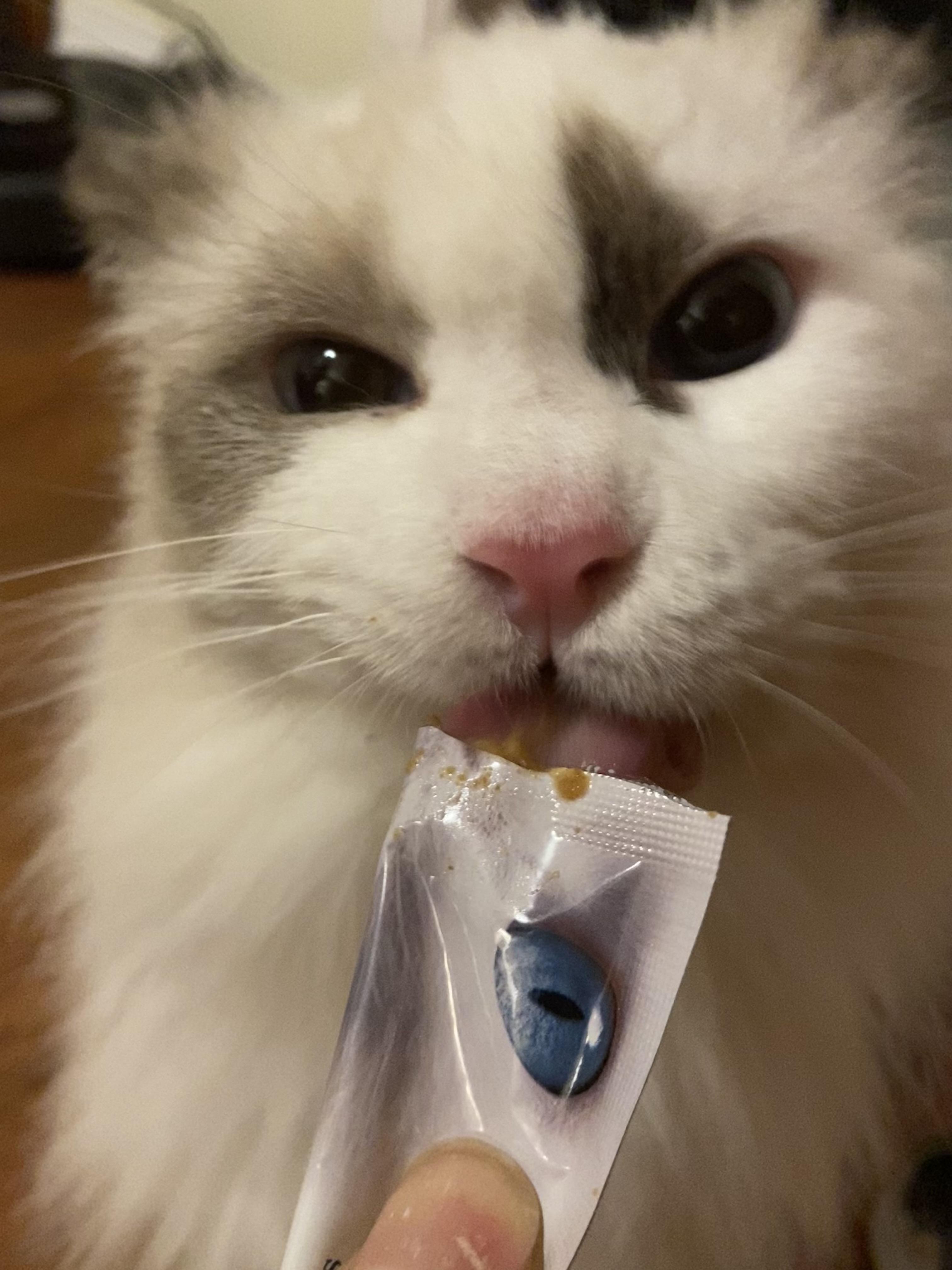 Mina, a ADOPTABLE Ragdoll in Surrey, BC image 4/6