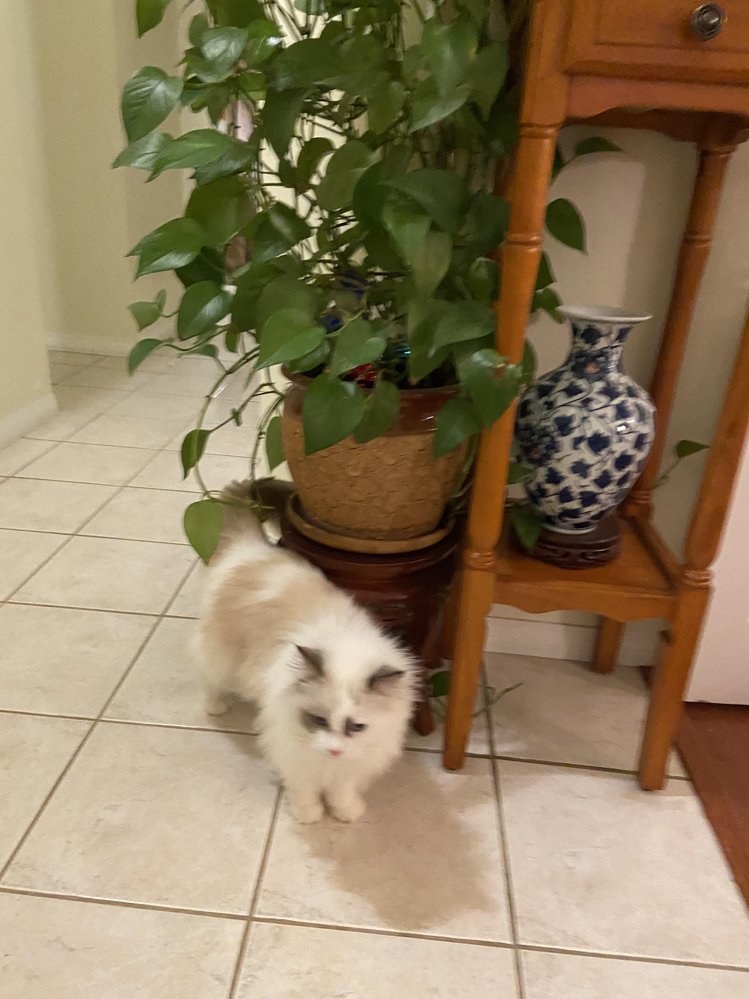 Mina, a ADOPTABLE Ragdoll in Surrey, BC image 5/6