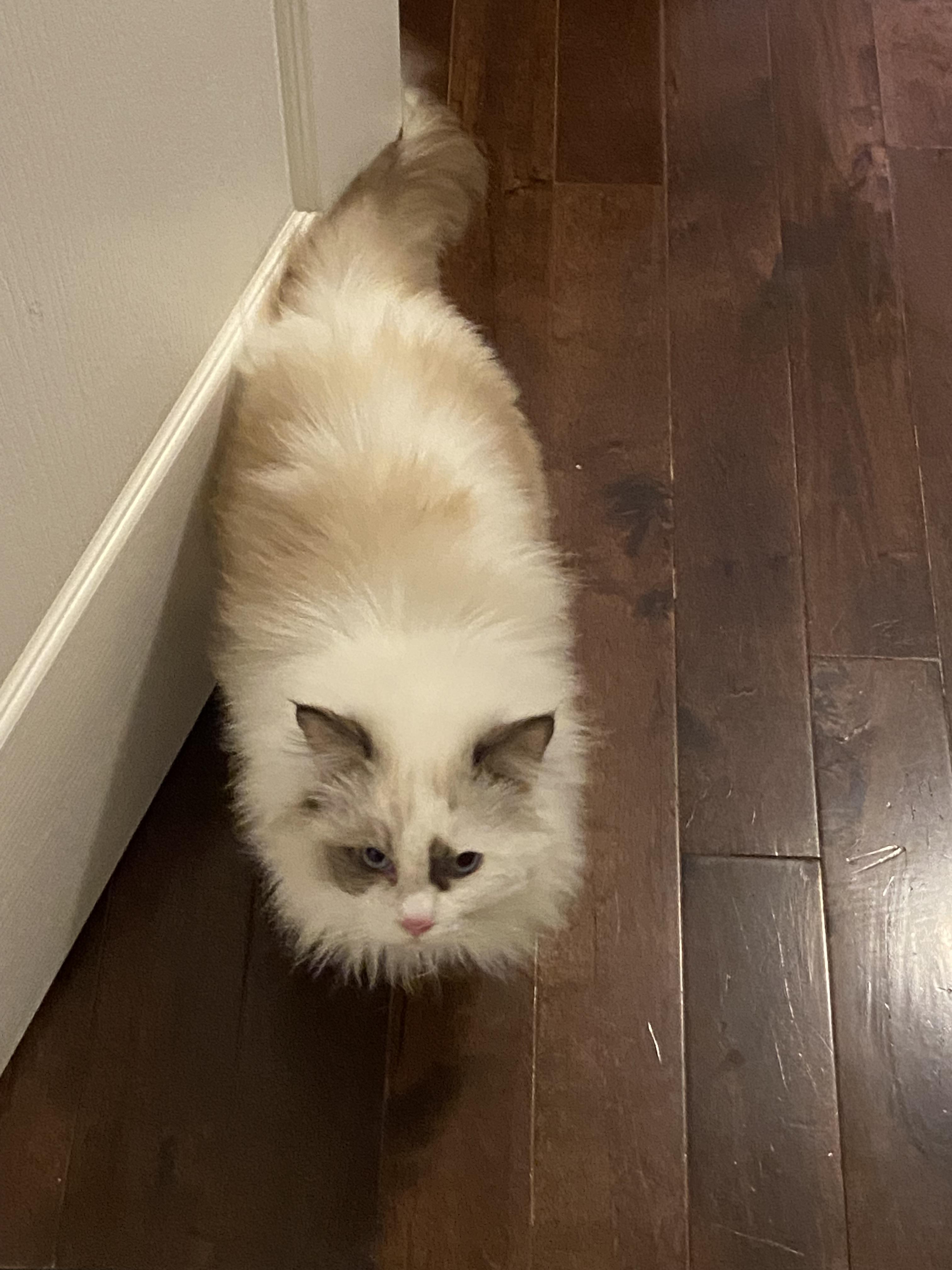 Mina, a ADOPTABLE Ragdoll in Surrey, BC image 6/6