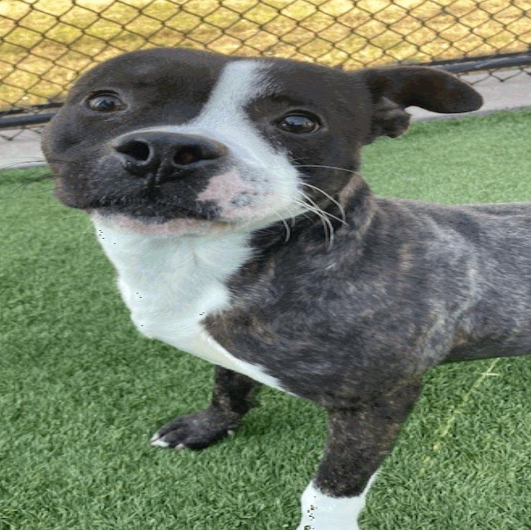 Milo, Adopted, Young Male American Staffordshire Terrier.