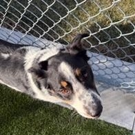 Enlarge Yule, a ADOPTABLE Mixed Breed in Liberty, MO image 2/4