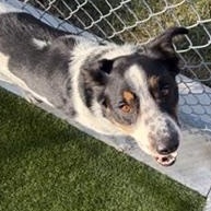 Enlarge Yule, a ADOPTABLE Mixed Breed in Liberty, MO image 3/4