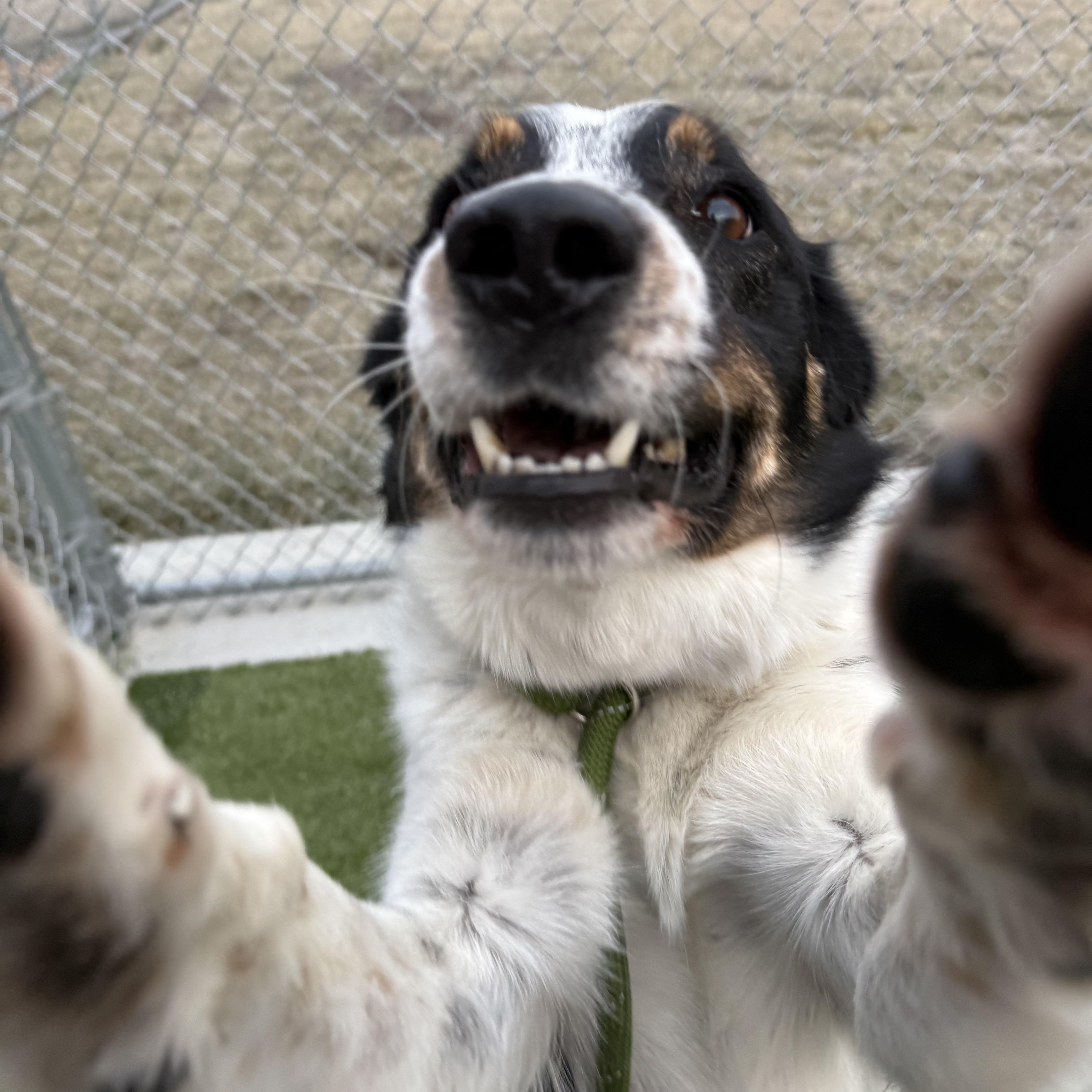 Enlarge Yule, a other mixed breed in Liberty, MO image 3/5