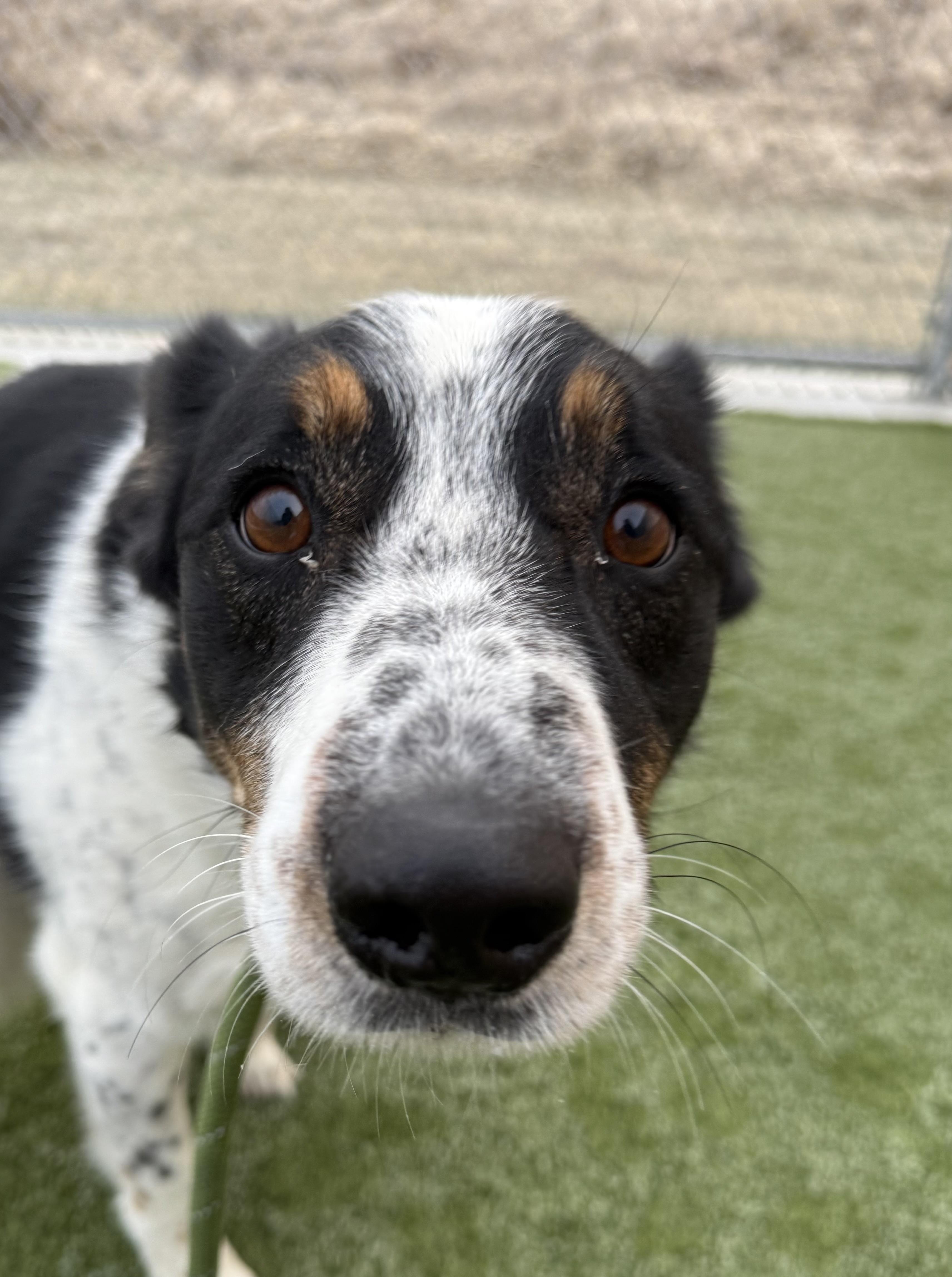 Enlarge Yule, a other mixed breed in Liberty, MO image 2/5