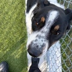 Enlarge Yule, a ADOPTABLE Mixed Breed in Liberty, MO image 1/4