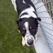 Enlarge Yule, a ADOPTABLE Mixed Breed in Liberty, MO image 4/4