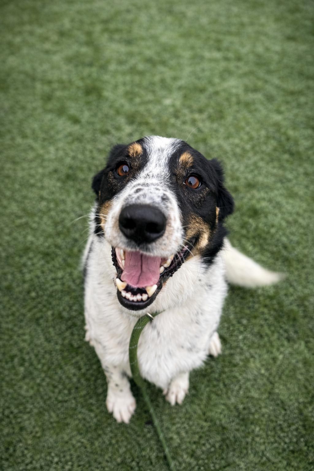 Enlarge Yule, a other mixed breed in Liberty, MO image 1/5