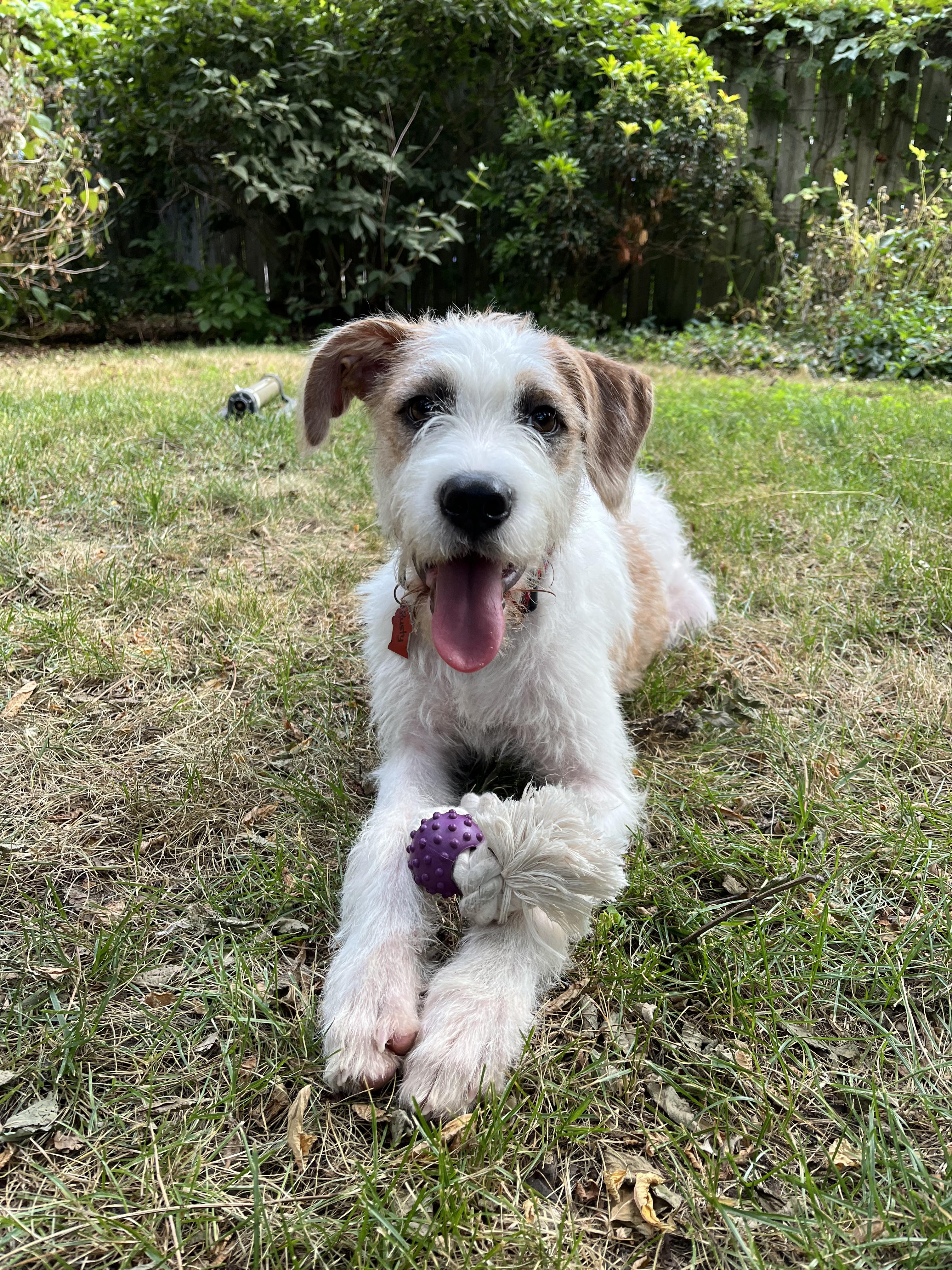Rusty, Baby Male Wirehaired Terrier