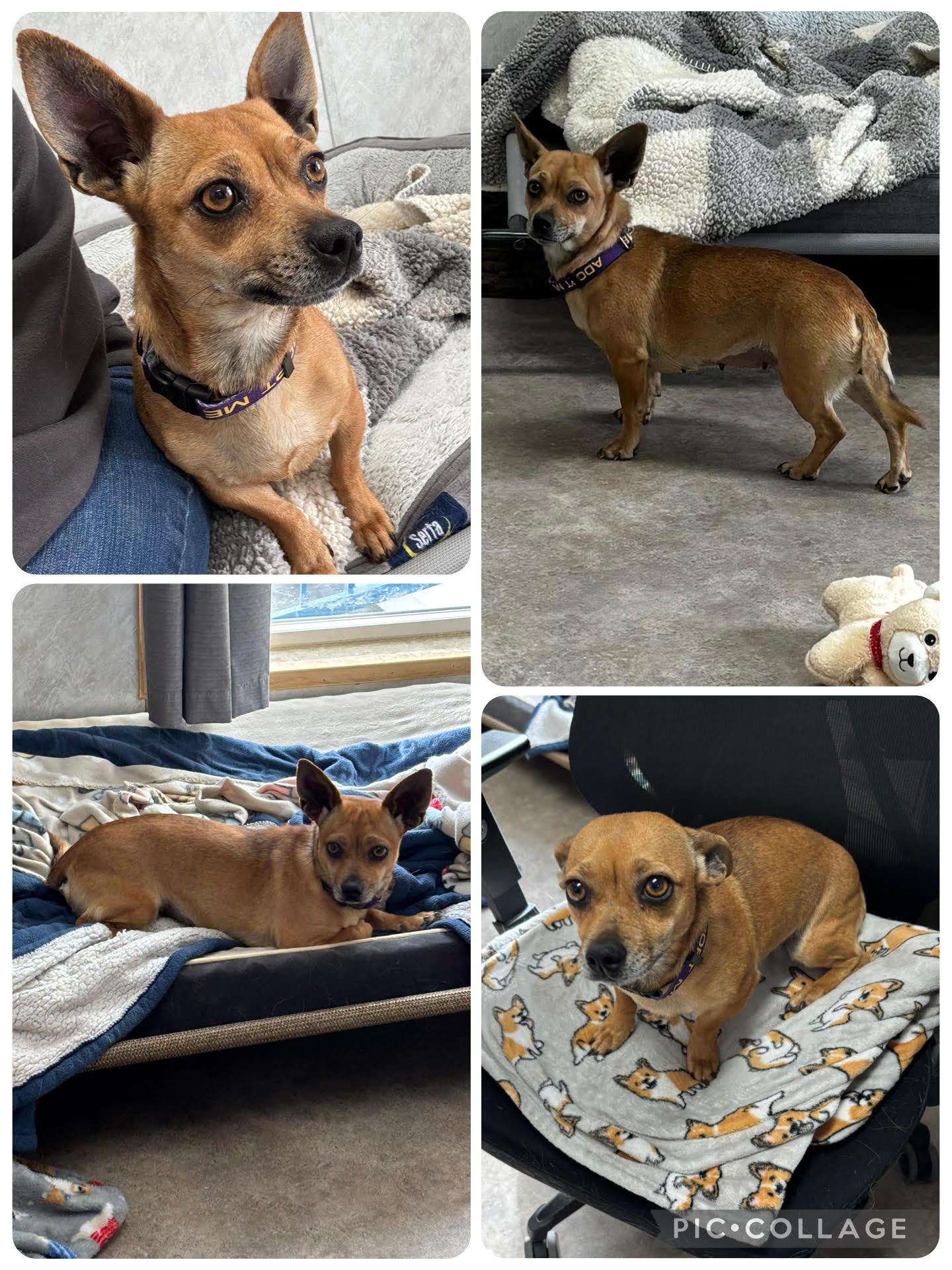 Enlarge Nova, a ADOPTABLE Mixed Breed in Rock Springs, WY image 2/2