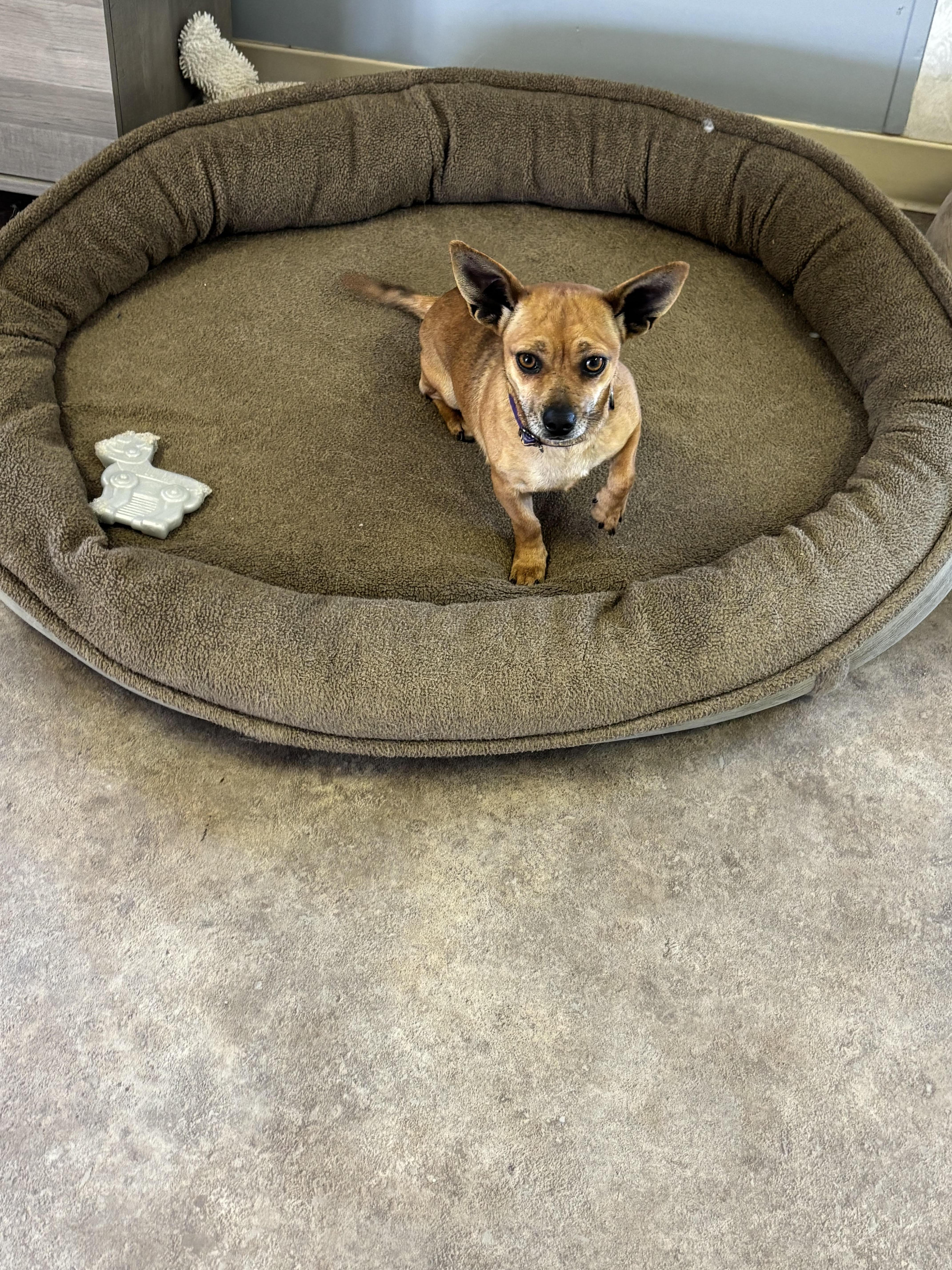 Enlarge Nova, a ADOPTABLE Mixed Breed in Rock Springs, WY image 1/2