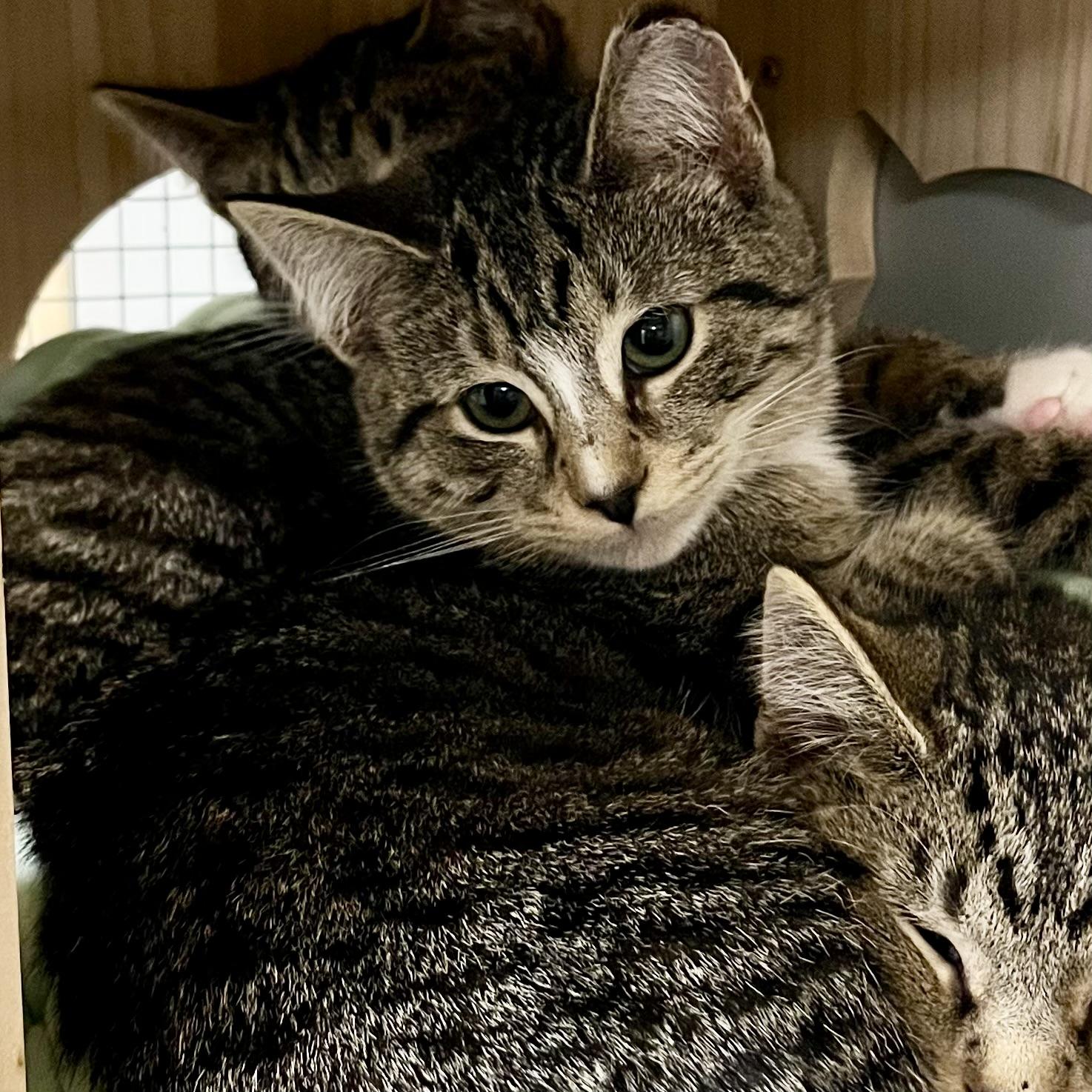 Oregano, adopted, Young Female Domestic Short Hair.