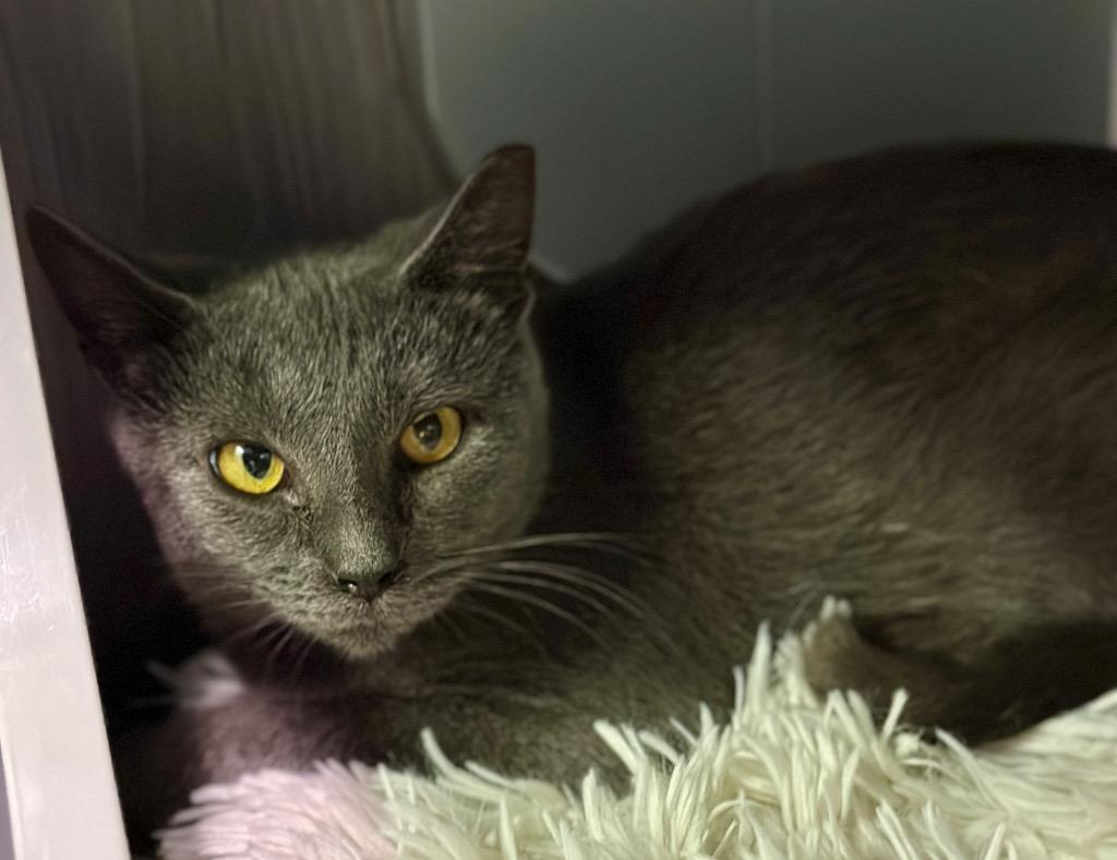 Louise, a Adoptable Extra-Toes Cat / Hemingway Polydactyl in Waynesville, MO image 1/2