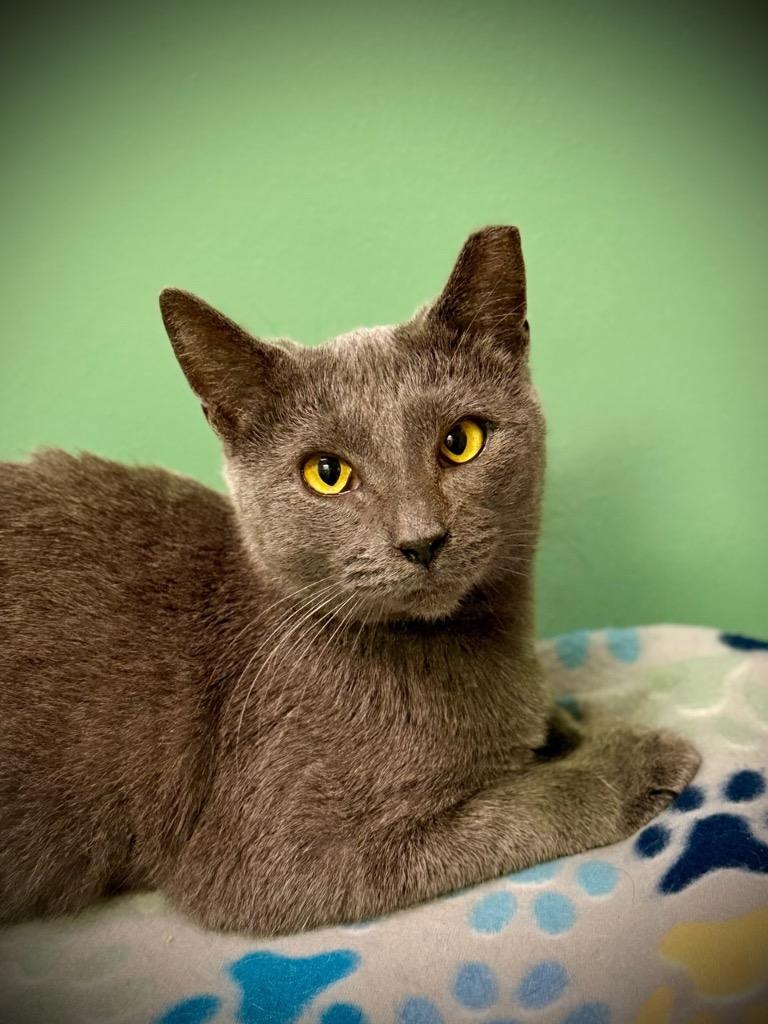 Louise, a Adoptable Extra-Toes Cat / Hemingway Polydactyl in Waynesville, MO image 2/2
