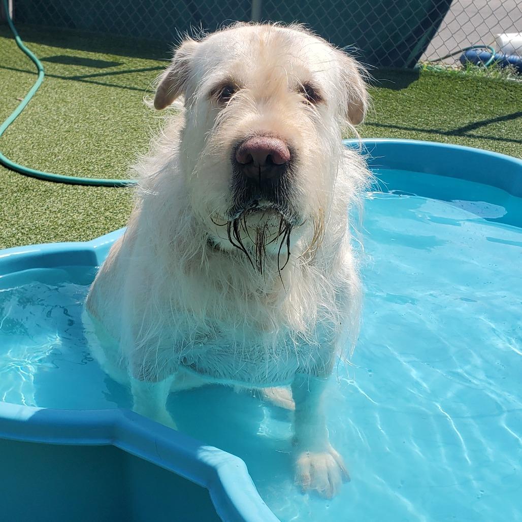 Lucy, Adoptable, Adult Female Shar-Pei & Yellow Labrador Retriever.