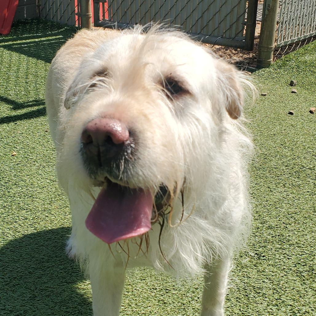 Enlarge Lucy, a Adoptable mixed breed in Chattanooga, TN image 2/6