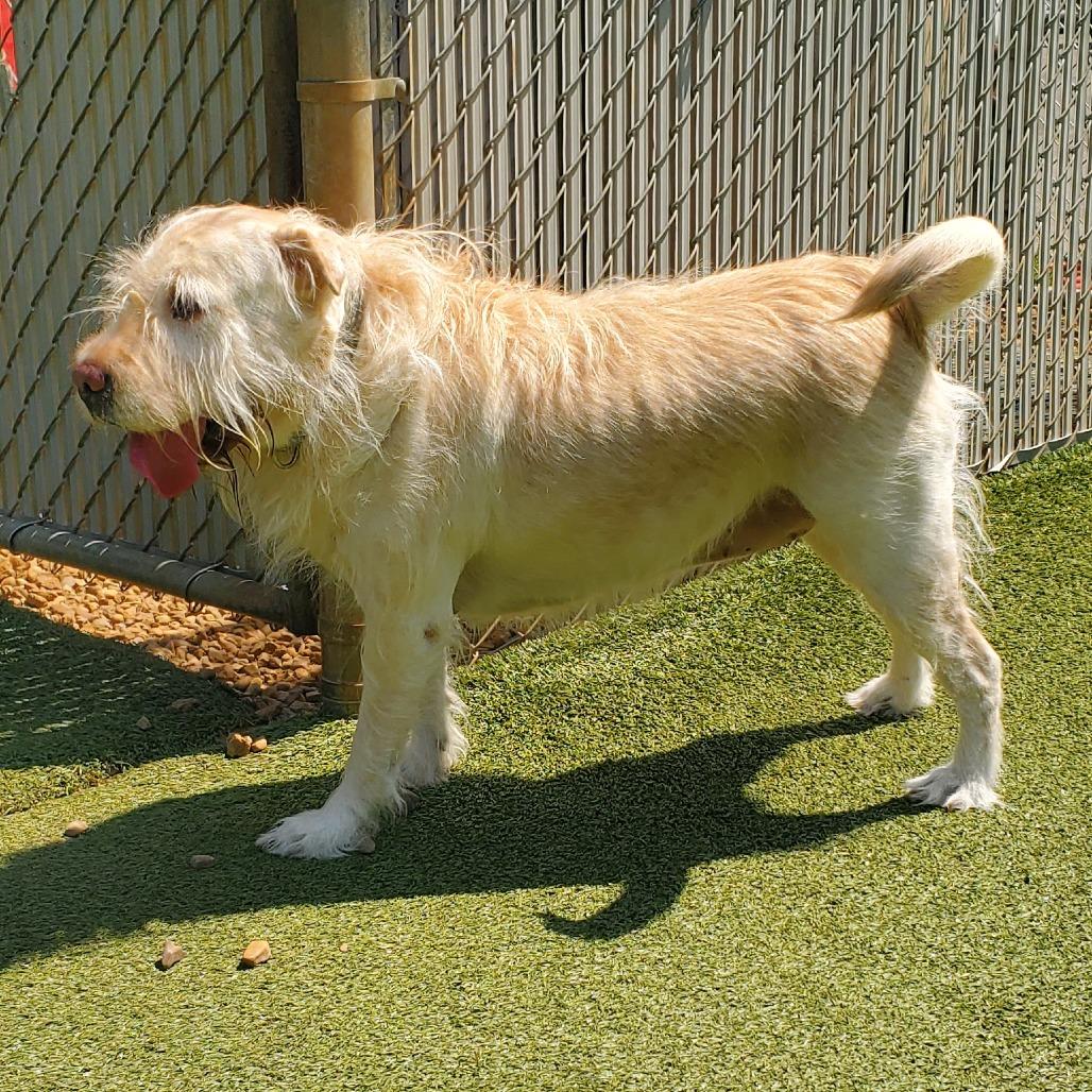 Enlarge Lucy, a Adoptable mixed breed in Chattanooga, TN image 3/6