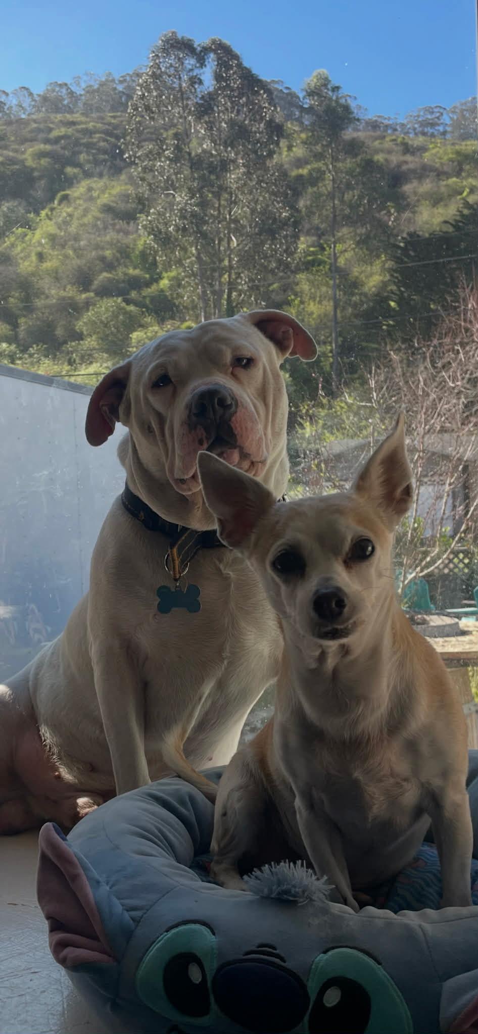 Poppa, a ADOPTABLE Pit Bull Terrier in San Bruno, CA image 3/5