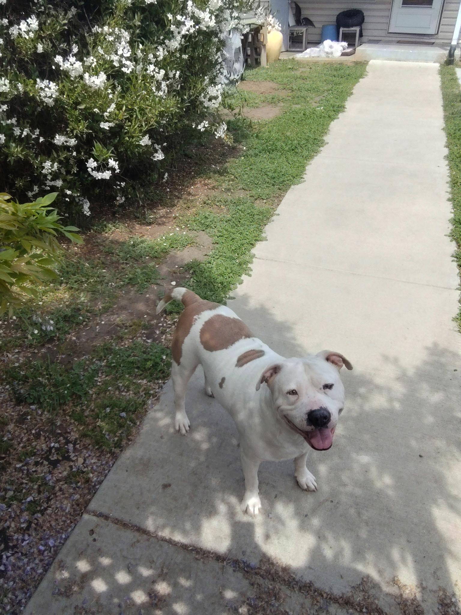 Poppa, a ADOPTABLE Pit Bull Terrier in San Bruno, CA image 2/5