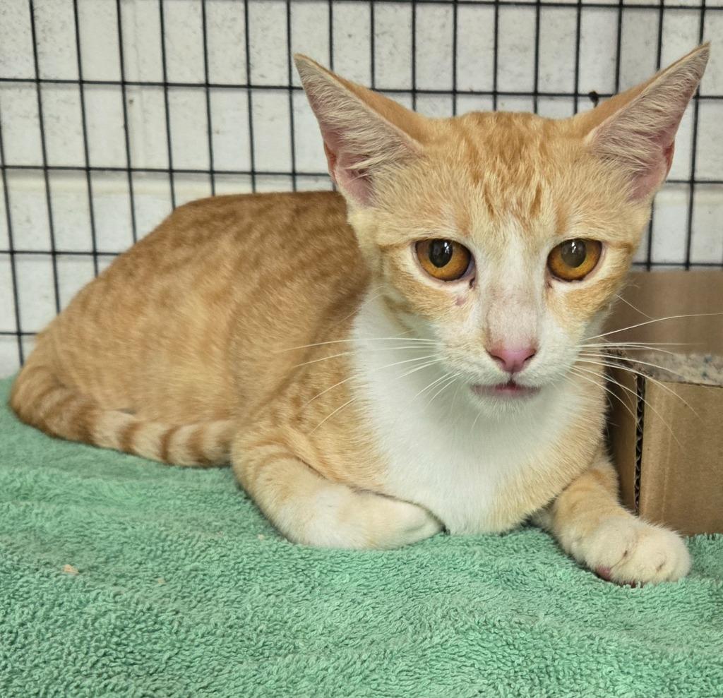 Deborah the Regular Cat, Not a Lizard, Allegedly, Adoptable, Young Female American Shorthair.