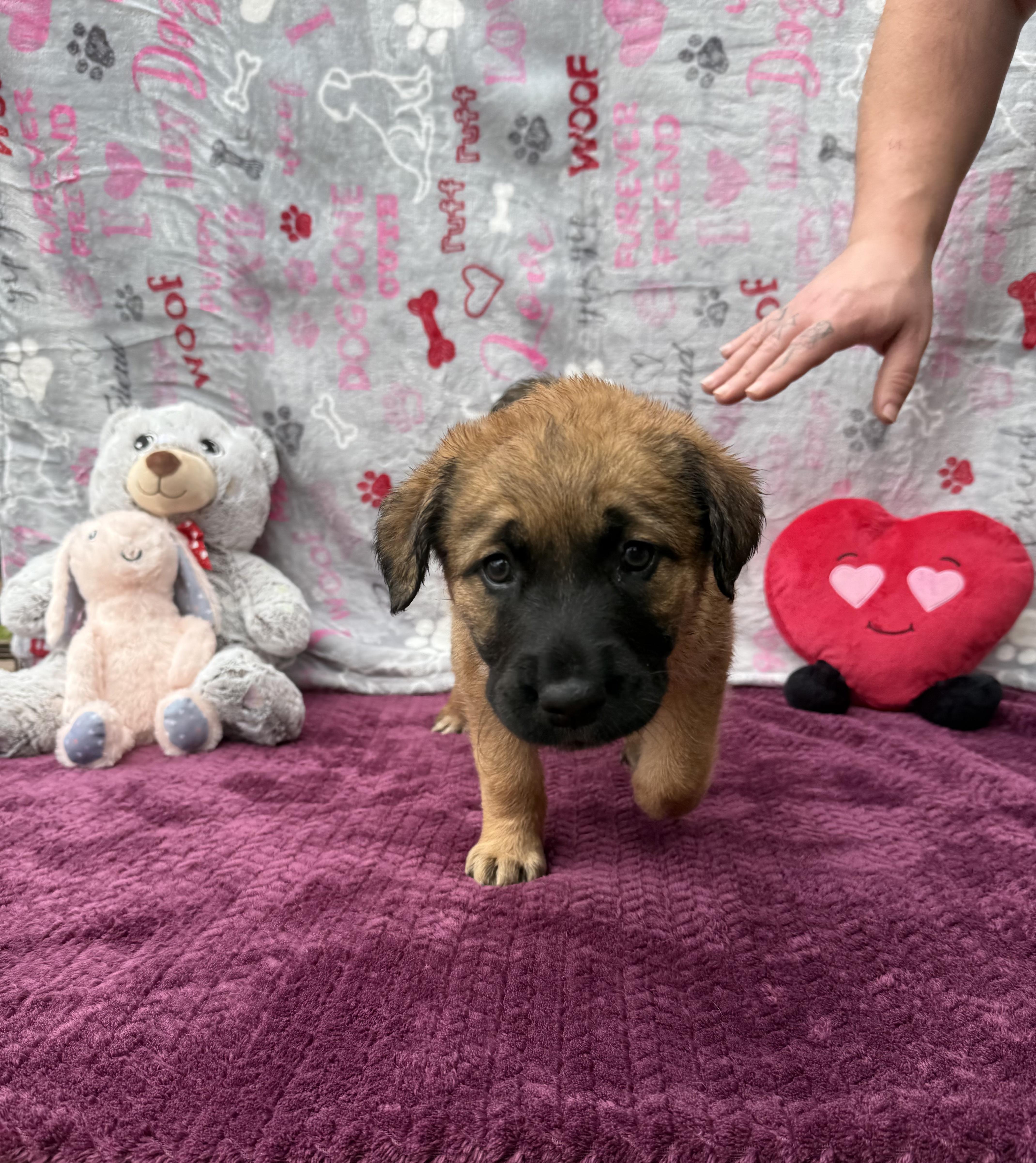 Illyria (Foster-to-Adopt), an adopted mixed breed in Guthrie, OK image 3/3